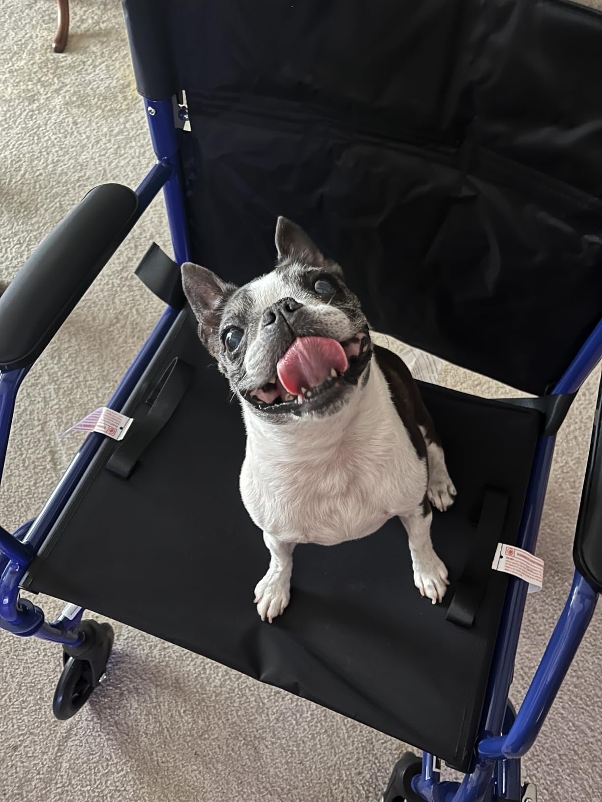 Medline Ultra Lightweight Transport Wheelchair for Adults, Foldable, 19-Inch Seat Width, Red Frame, Black Upholstery customer photo 2