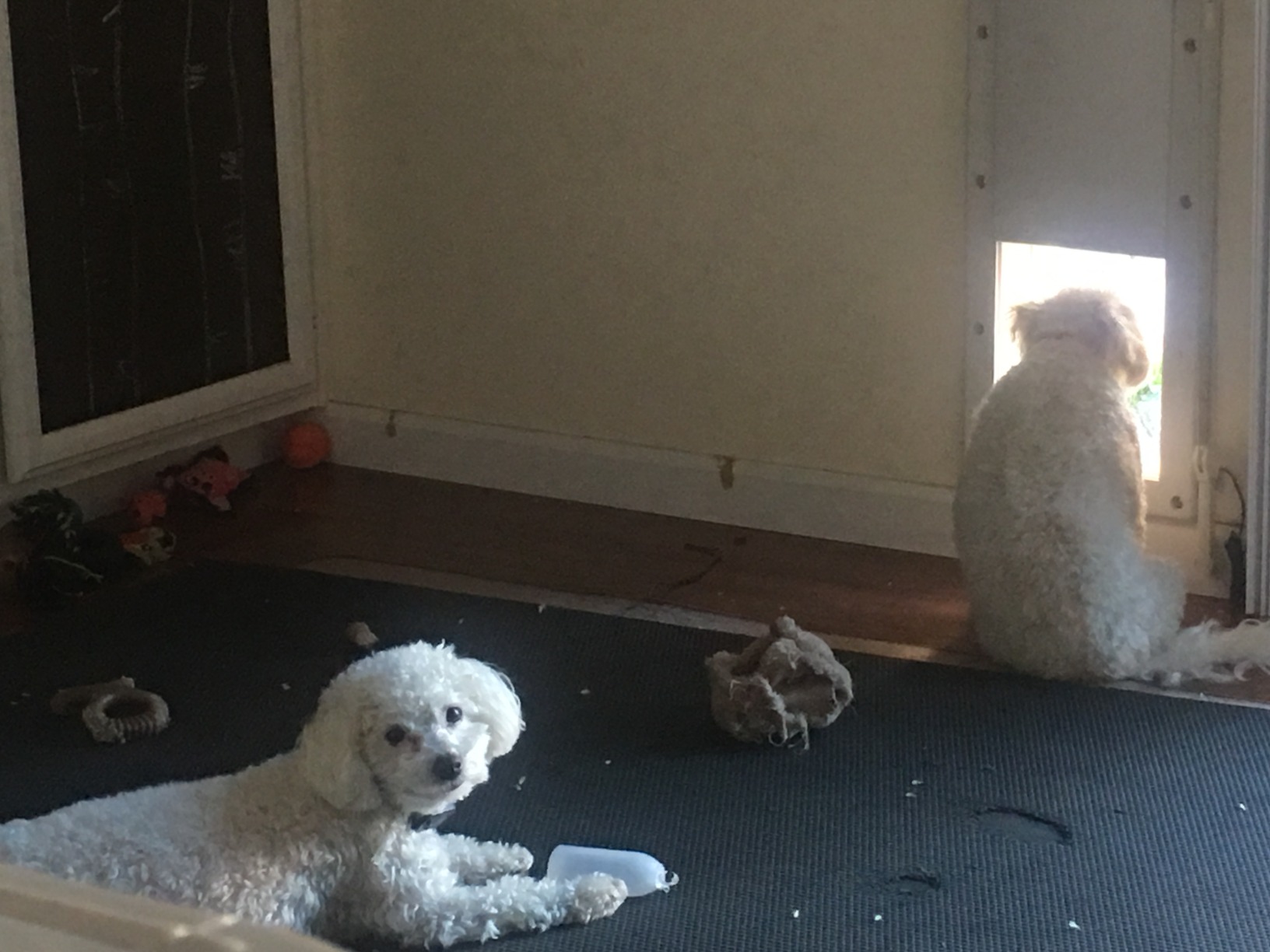 High Tech Pet Power Pet Medium Electronic Pet Door PX-1 customer photo 2