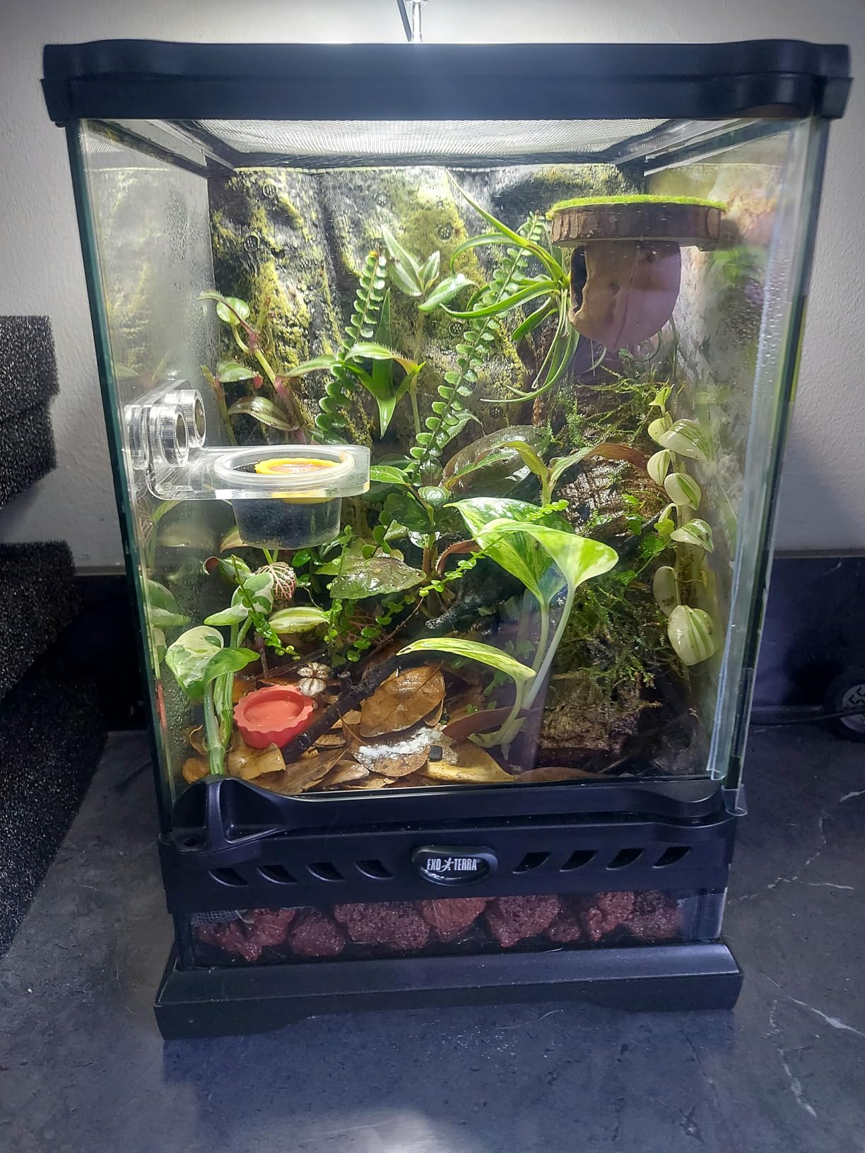 Exo Terra Glass Terrarium Kit, for Reptiles and Amphibians, Nano, 8 x 8 x 8 inches, PT2599A1 customer photo 1