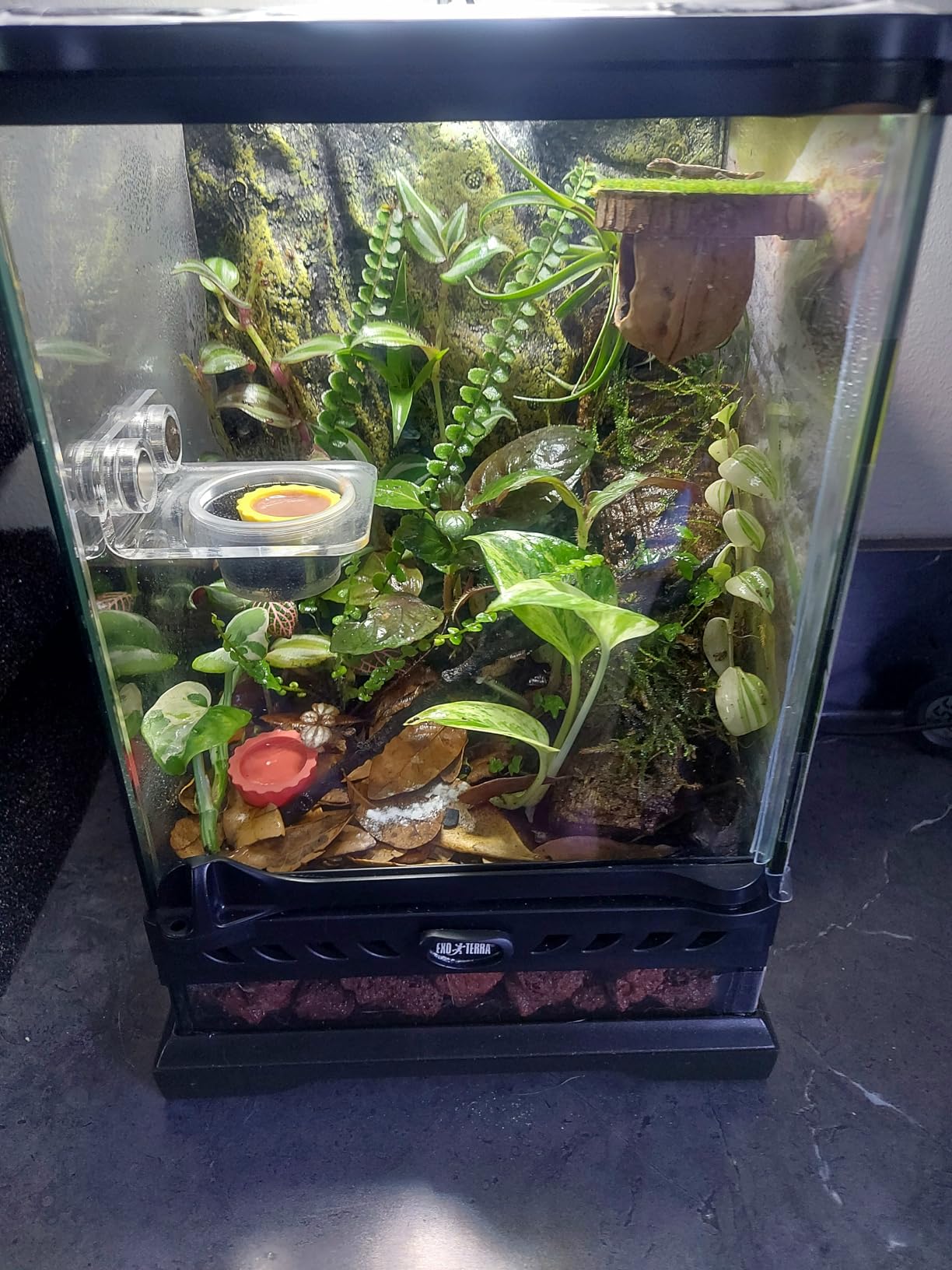 Exo Terra Glass Terrarium Kit, for Reptiles and Amphibians, Nano, 8 x 8 x 8 inches, PT2599A1 customer photo 2