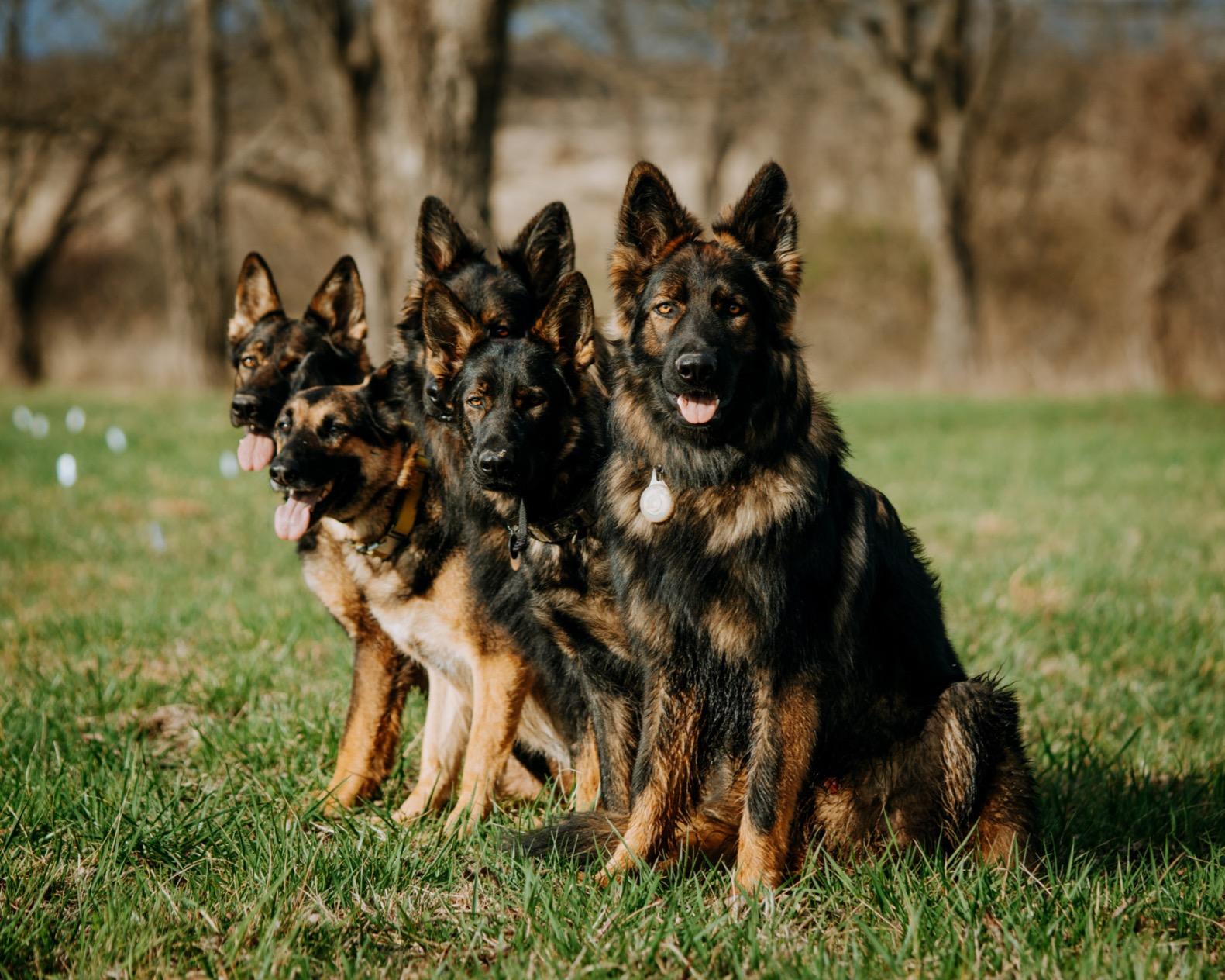 PetSafe YardMax Rechargeable In-Ground Dog Fence - Covers 1/3 Acre - Promotes Safe Freedom - Adjustable Neck Collar - Waterproof Pet Collar - Electric Fence System for Outdoor Dogs customer photo 2