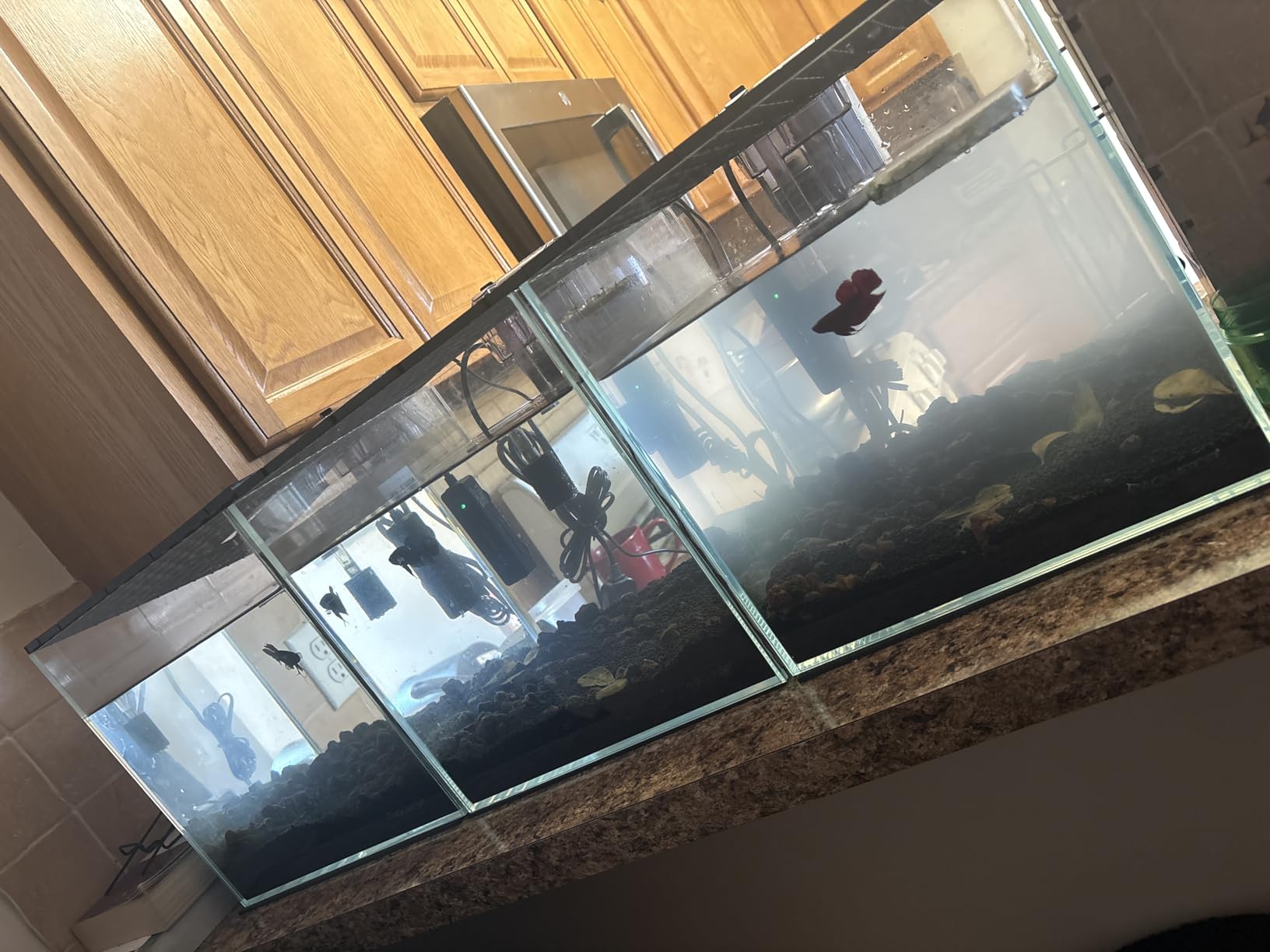 Aquatop High Clarity Low Iron Glass Cube Aquarium, 4.12 Gal - 5mm Thick Glass - Slim Design - Fresh & Saltwater - Desktop Tank with Silicone Sealing customer photo 1
