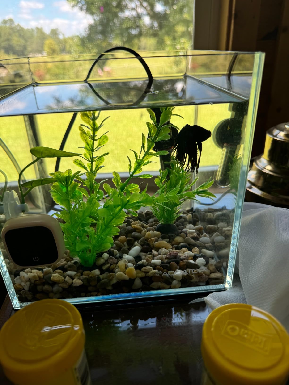 Aquatop High Clarity Low Iron Glass Cube Aquarium, 4.12 Gal - 5mm Thick Glass - Slim Design - Fresh & Saltwater - Desktop Tank with Silicone Sealing customer photo 2