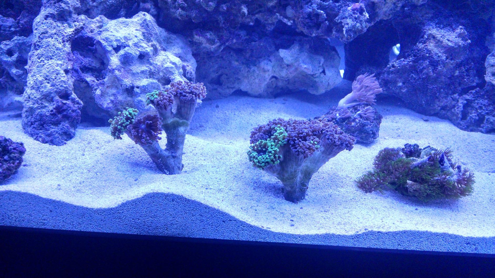 CURRENT USA 48-60 Inch Orbit Marine LED Saltwater Reef Marine Aquarium Light | 24 Hour IR Lighting & eFlux Wave Pump Control | Adjustable Color Spectrum for Fish Tank customer photo 1