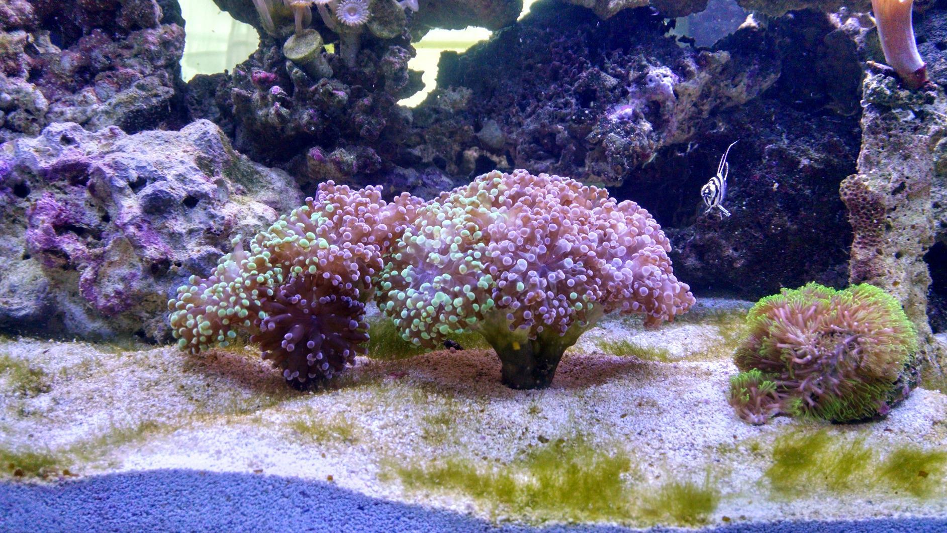 CURRENT USA 48-60 Inch Orbit Marine LED Saltwater Reef Marine Aquarium Light | 24 Hour IR Lighting & eFlux Wave Pump Control | Adjustable Color Spectrum for Fish Tank customer photo 2
