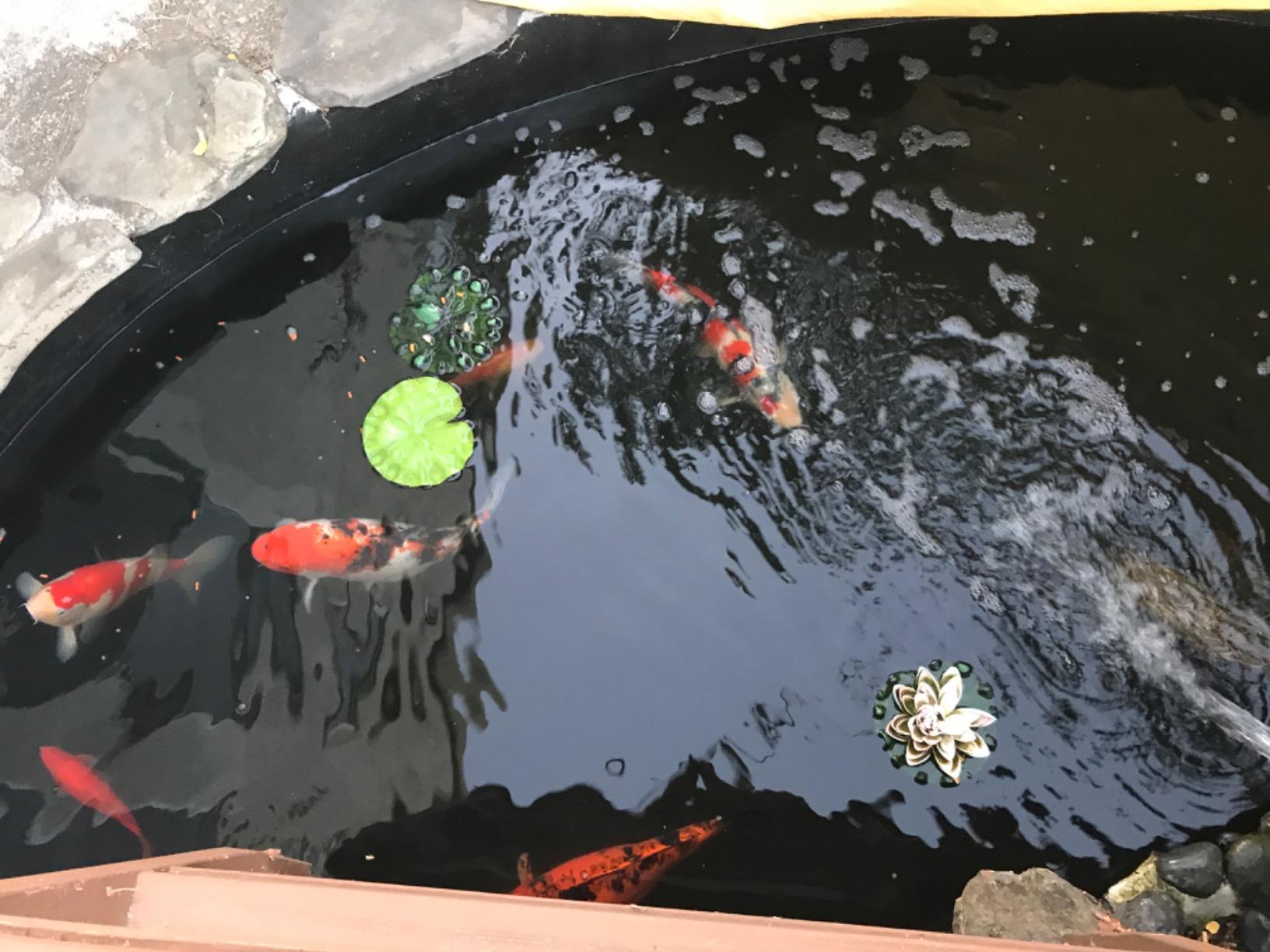Aquascape UltraKlear 5000 UV Clarifier/Sterilizer for Pond Water Features, 55 Watts, 95038 customer photo 1