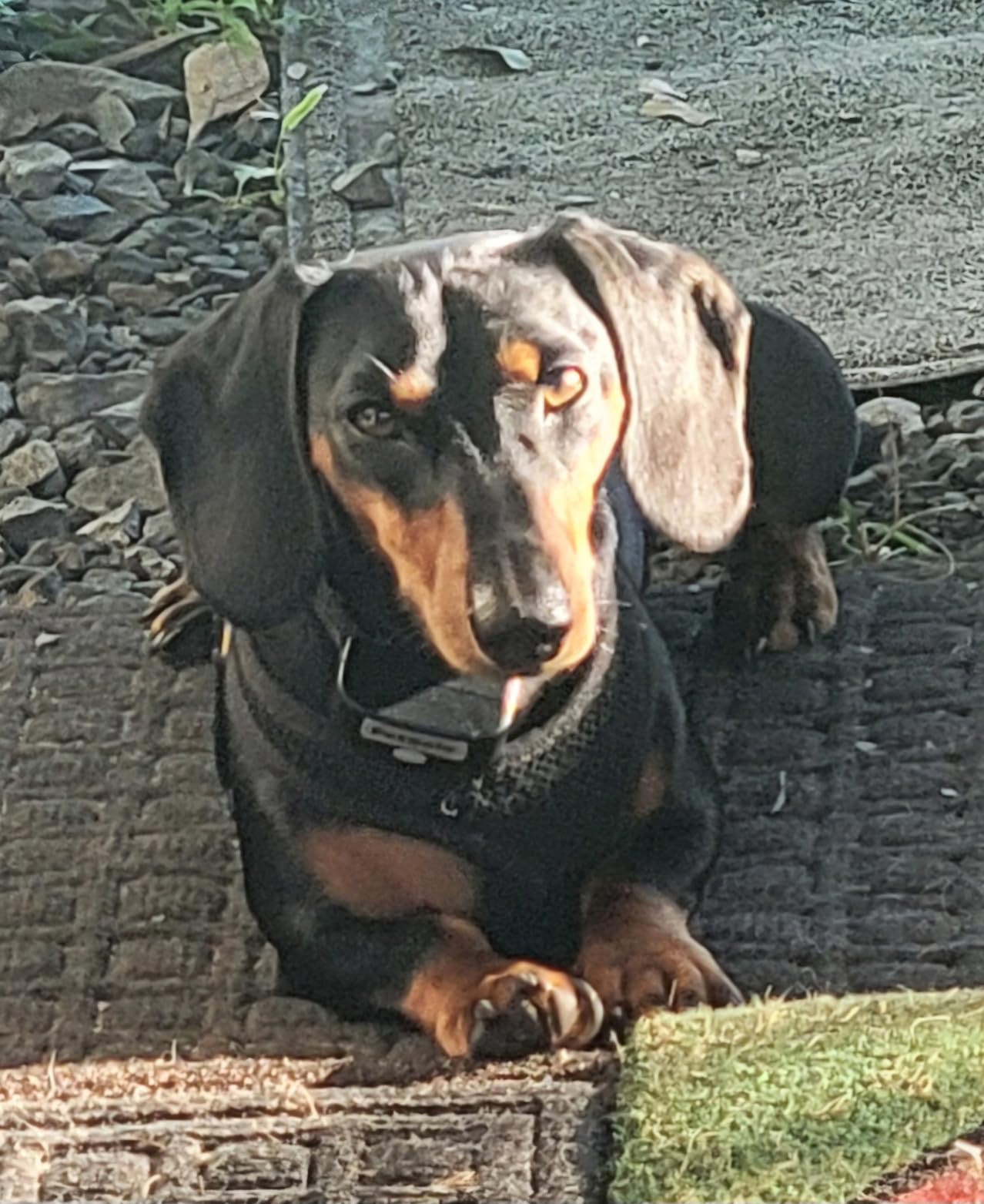PetSafe Rechargeable In-Ground Fence, Up to 1/3 Acre | Expandable to 25 Acres, Waterproof Rechargeable Collar, 4 Static Levels Plus Tone, Dogs & Cats 5 lb+ customer photo 1