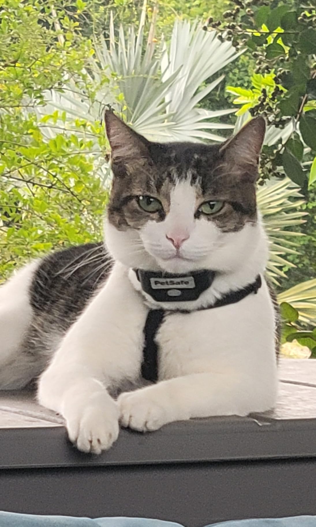 PetSafe Rechargeable In-Ground Fence, Up to 1/3 Acre | Expandable to 25 Acres, Waterproof Rechargeable Collar, 4 Static Levels Plus Tone, Dogs & Cats 5 lb+ customer photo 2