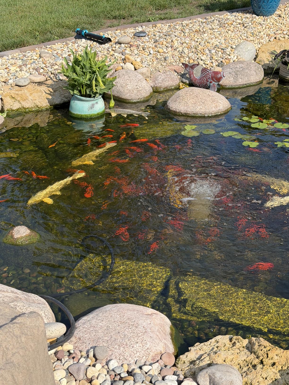 The Pond Guy Pond Aerator 1, Complete Aeration Kit, Water Garden Oxygenation Bubbler System Adds Oxygen to Koi & Fish Ponds, Outdoor Diaphragm Compressor Pump, Air Line & 1 Submersible Diffuser Stick customer photo 1