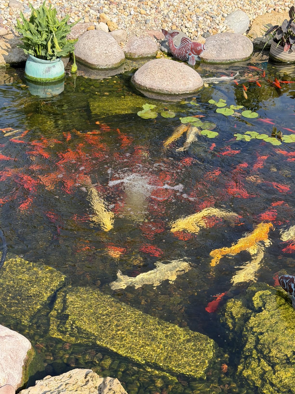 The Pond Guy Pond Aerator 1, Complete Aeration Kit, Water Garden Oxygenation Bubbler System Adds Oxygen to Koi & Fish Ponds, Outdoor Diaphragm Compressor Pump, Air Line & 1 Submersible Diffuser Stick customer photo 2