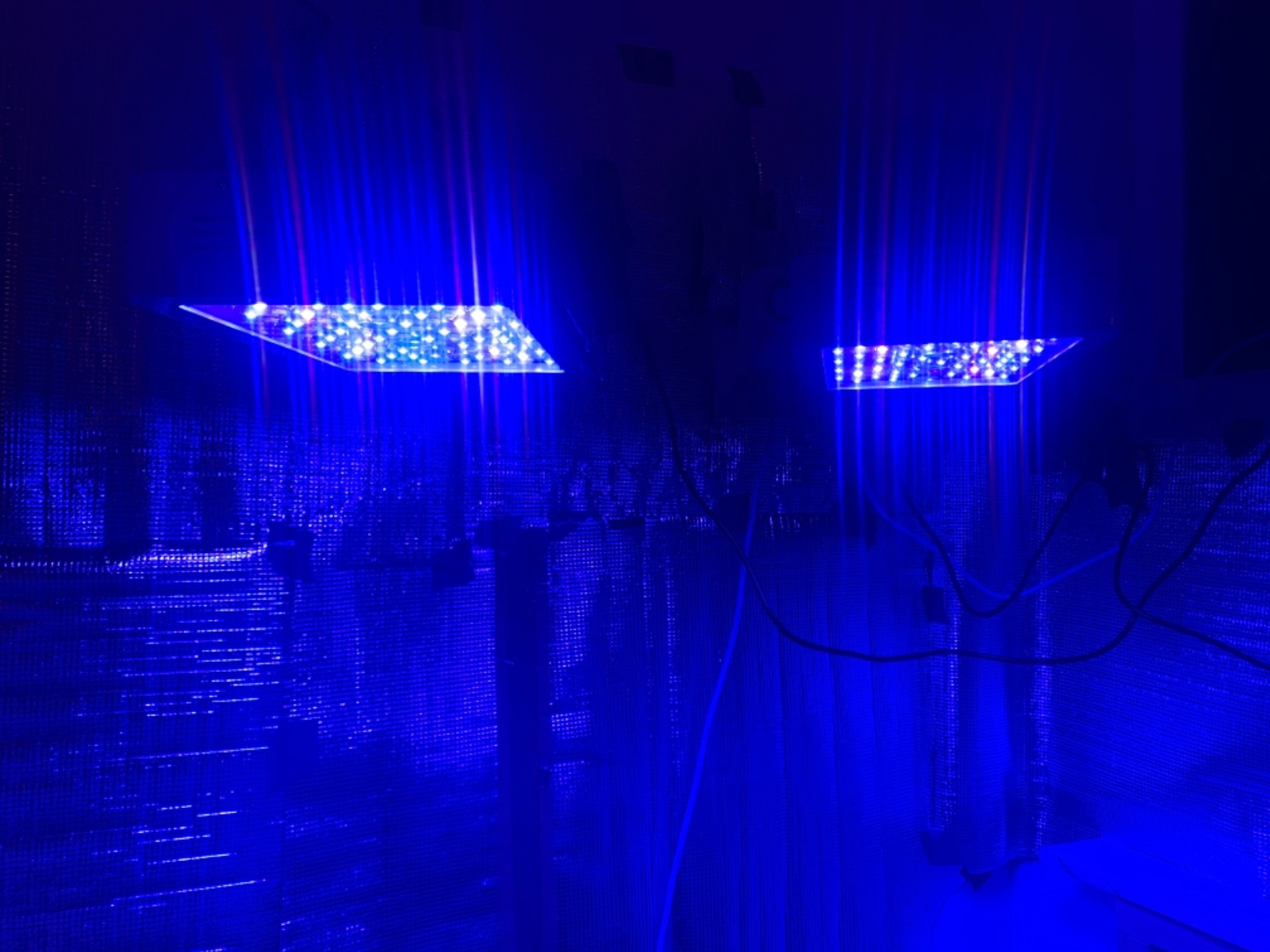 KingLED KP1000 LED Grow Light for Indoor Plants, Full Spectrum Plant Light with Veg & Bloom Mode, 100W Growing Lamp for Seed Starting Seedlings Vegetable Hydroponic Greenhouse, 2x2/2x3 Grow Tent customer photo 1