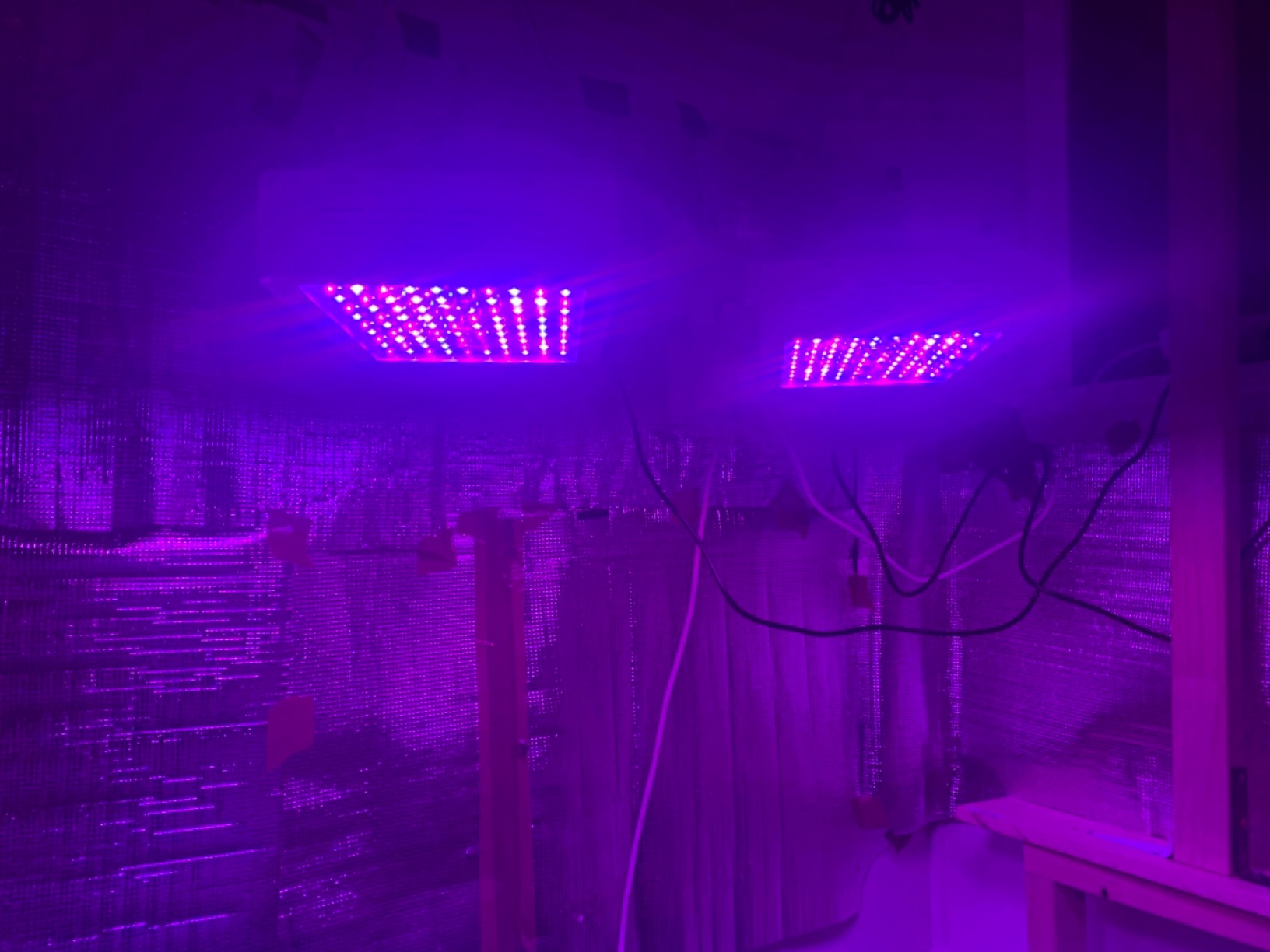 KingLED KP1000 LED Grow Light for Indoor Plants, Full Spectrum Plant Light with Veg & Bloom Mode, 100W Growing Lamp for Seed Starting Seedlings Vegetable Hydroponic Greenhouse, 2x2/2x3 Grow Tent customer photo 2