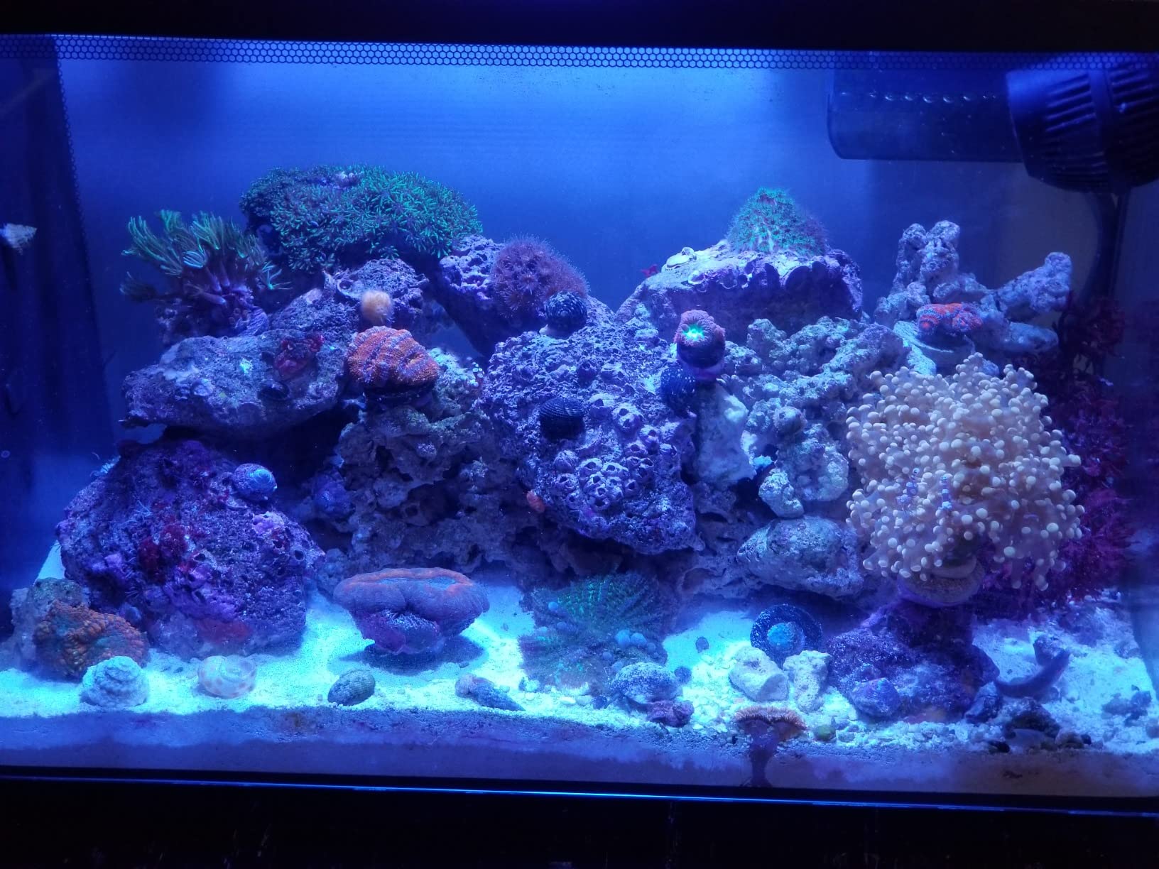 Fluval Evo XII Saltwater Aquarium Kit, 13.5 Gal. - Saltwater Fish Tank with Reef-Capable LED, Efficient 3-Stage Filtration and Seamlessly Integrated Hardware customer photo 2