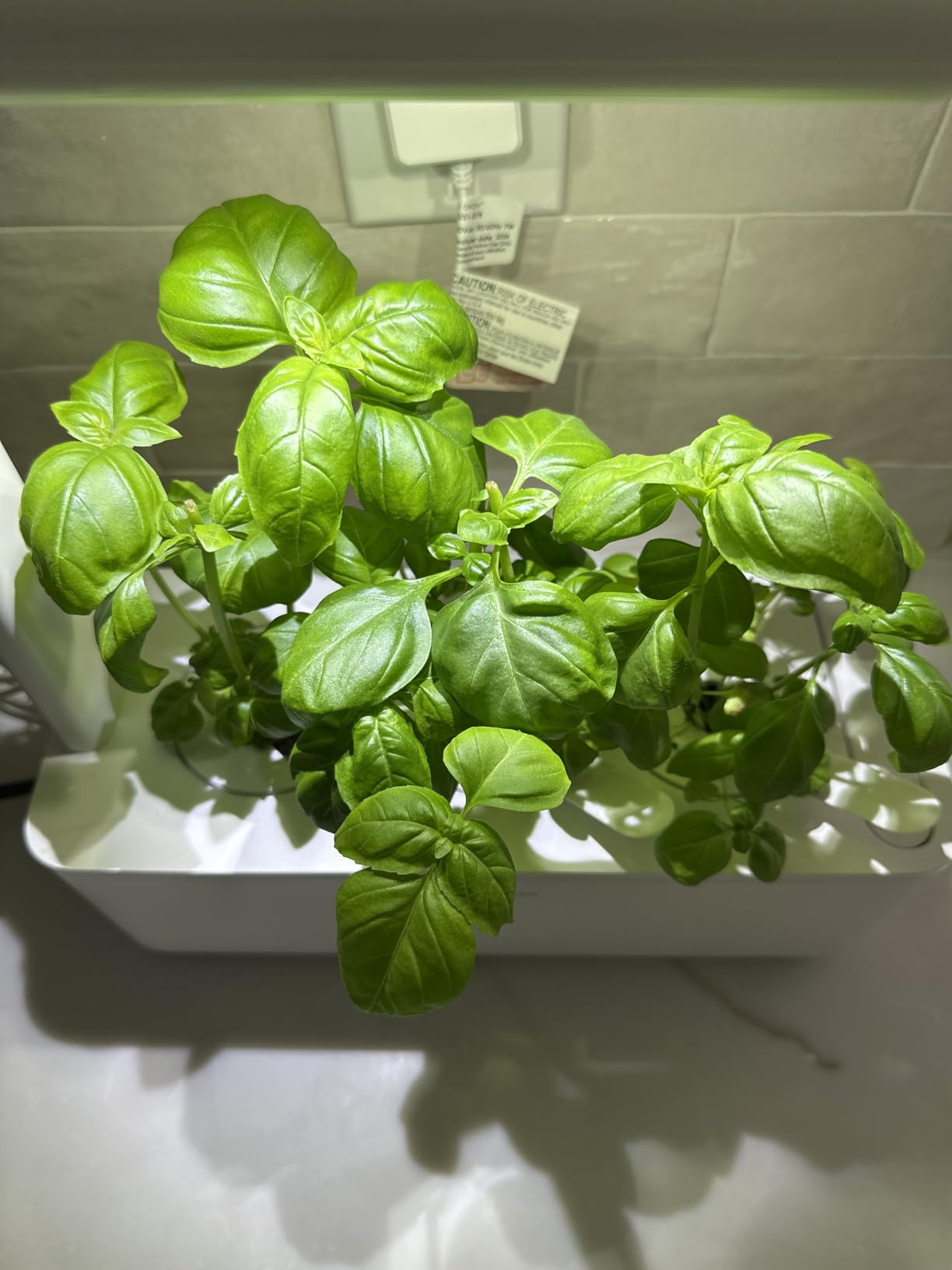 Click & Grow Indoor Herb Garden Kit with Grow Light | Smart Garden for Home Kitchen Windowsill (3 Basil Pods Included), White customer photo 2