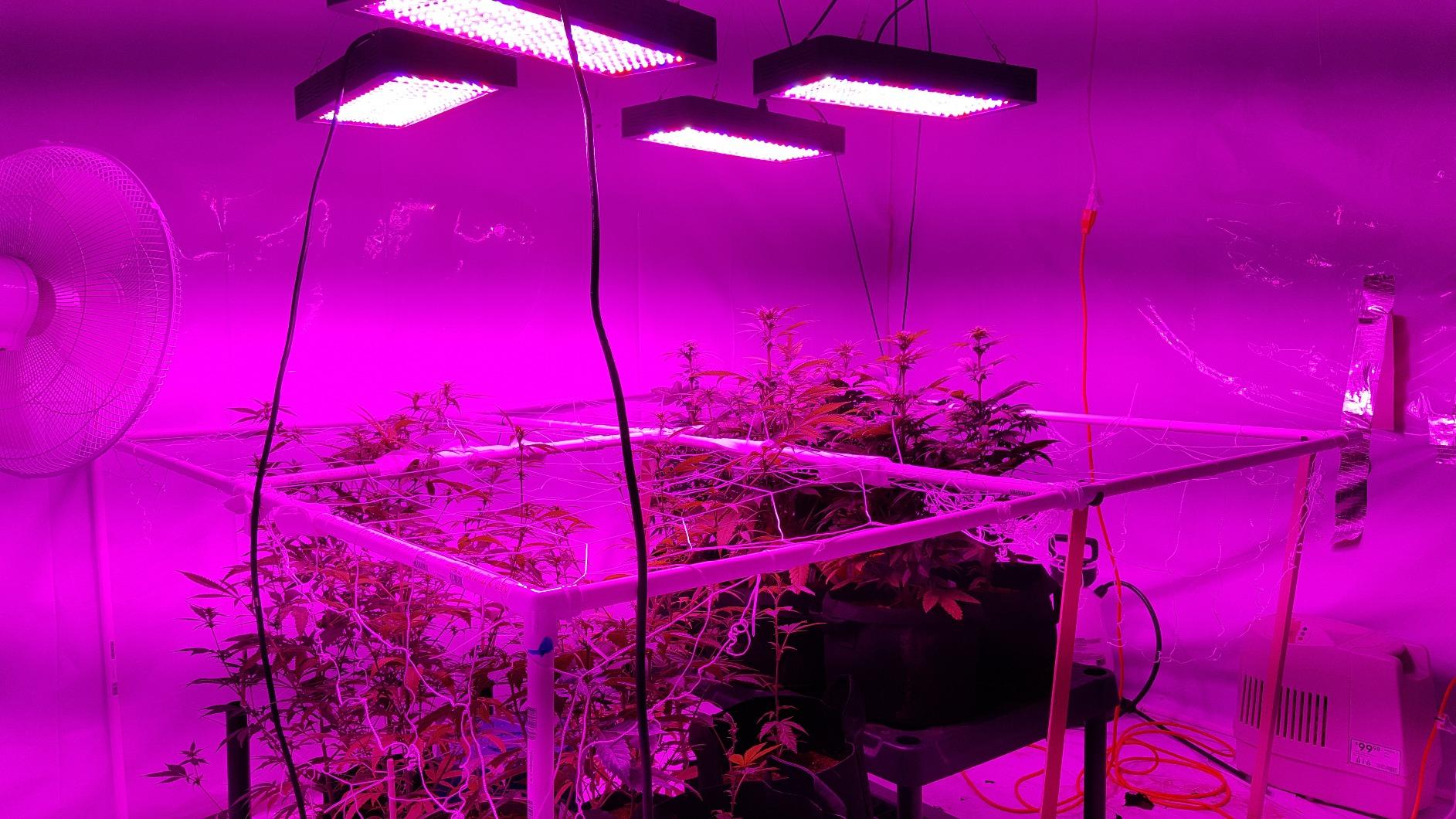 BESTVA DC2000 LED Grow Light, Full Spectrum Grow Lights for Indoor Plants with Veg & Bloom Switches, Quiet Cooling Fan, for Seedling Veg Bloom All Growth Stages | 200W LED Plants Light with Veg & Bloom Mode for Indoor Plants Growing, Hanging Plants Lamps Fits for Grow Tent, Greenhouse customer photo 1