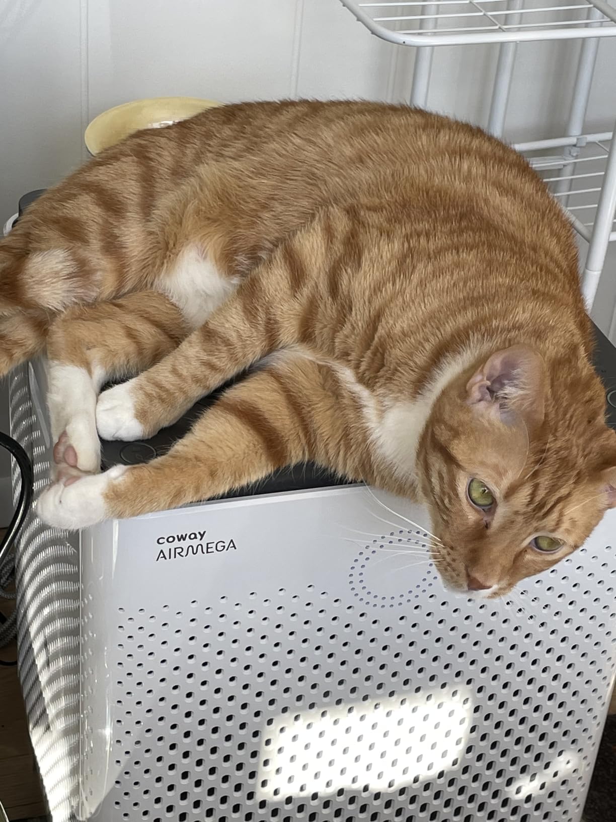 COWAY Air Purifier for Home Large Room Up to 3,120ft², Washable Pre-Filter and HEPA Filter for Smoke, Allergies, Pet Dander, Odor, AQI, Auto & Sleep Mode, Timer, 5yr Warranty, Airmega 400(G) customer photo 1