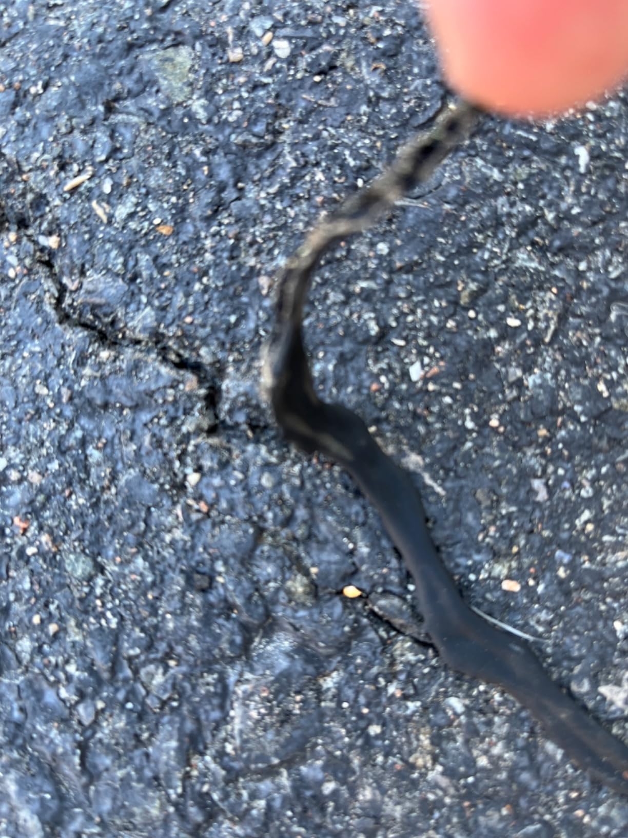 Bluestar Flexible Asphalt Crack Filler, DIY - No Special Tools Needed, Fill Cracks in Asphalt Driveways and Parking Lots. 16 fl. oz. Bottle. customer photo 1