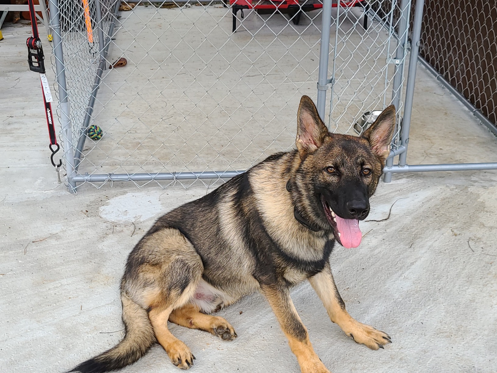 SportDOG Contain + Train System - In-Ground Electric Dog Fence & Remote Trainer - Waterproof Collar - Tone, Vibrate, & Shock - from Parent Company Invisible Fence Brand - Up to 100 Acres customer photo 1