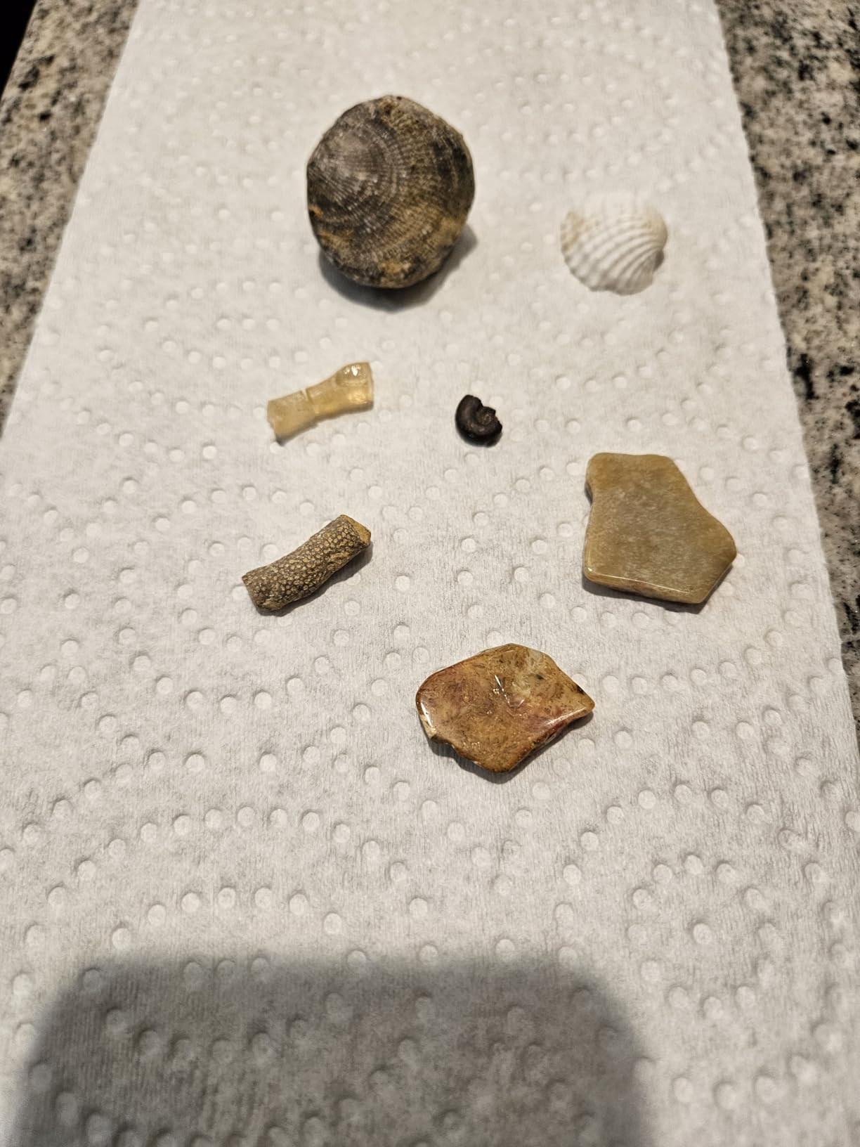 Thames & Kosmos I Dig It! Fossils - Real Fossils Excavation Kit | Science Experiment Kit | Excavate Real Fossil Specimens | Paleontology | 2018 Oppenheim Toy Portfolio Platinum Award customer photo 1