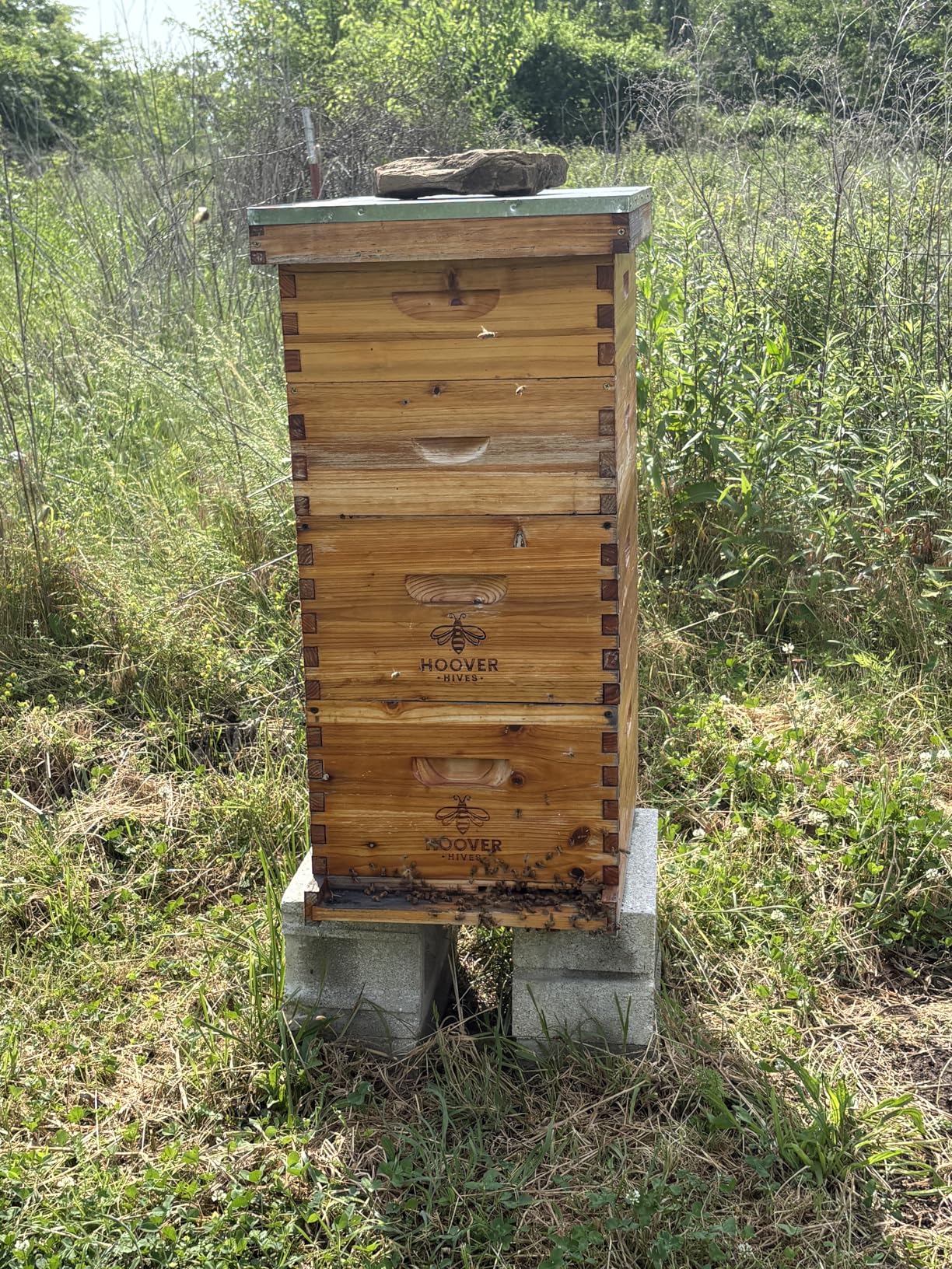 The Original Beeswax Coated Beehive Kit. Includes 2 Deep & 1 Medium Boxes with 10 Wooden Frames & Heavy Wax Coated Foundations. Easy Assembly with Predrilled Holes& Screws (Unassembled) customer photo 1