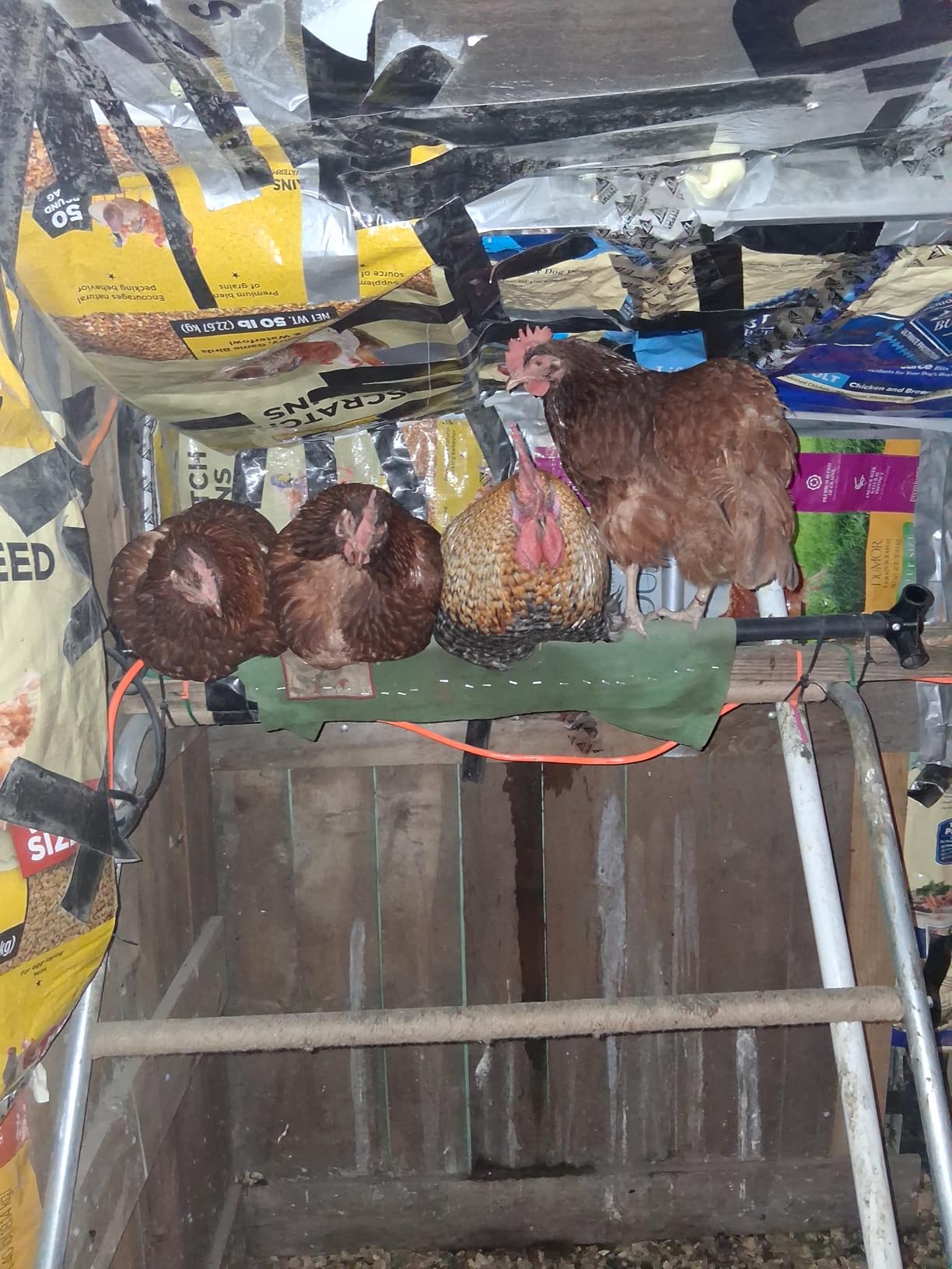 K&H Pet Products Thermo Heated Chicken Perch for Coop, Warming Chicken Heater, Prevents Frozen Toes, Warm Coop Accessories, Lamp Alternative, Safety Listed - Large 36