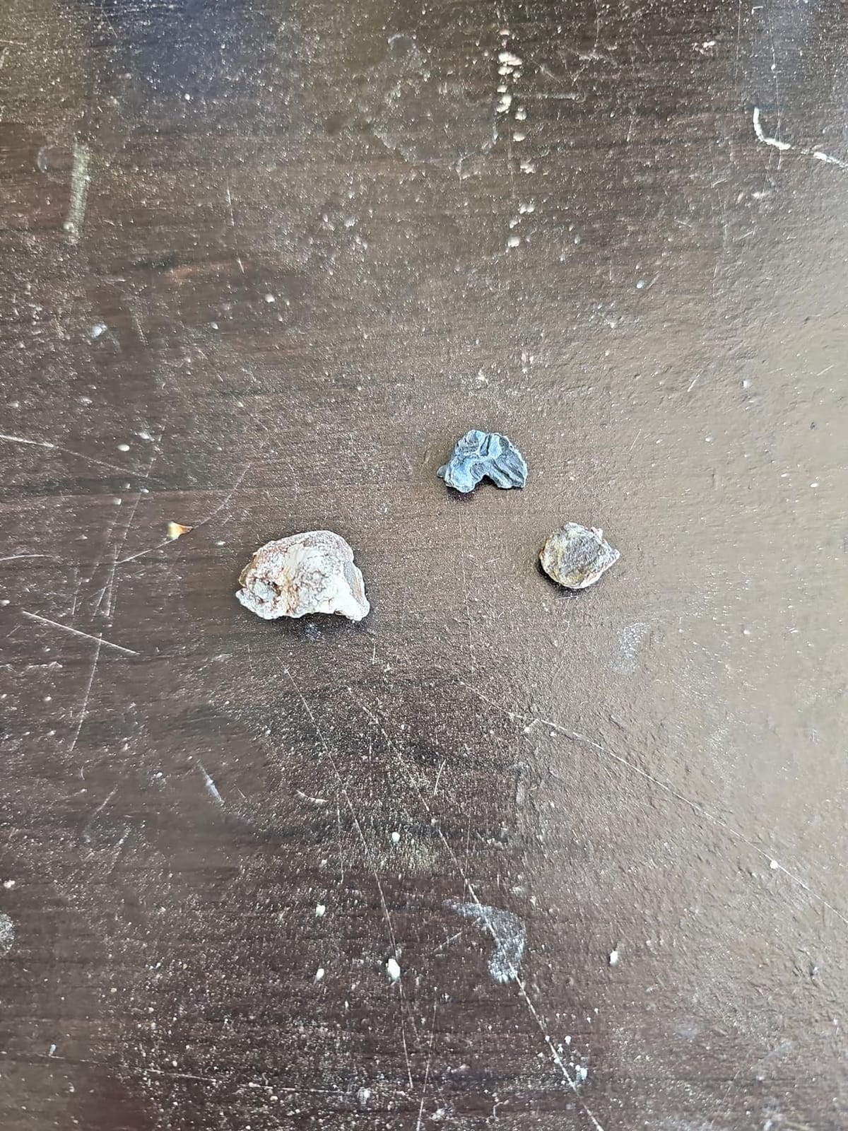 Dan&Darci Dig a Dozen Fossil Bricks - Break Open 12 Blocks and Discover 12 Unique Real Fossils - Basket Stuffers Archaeology Science STEM - Birthday Gift customer photo 1