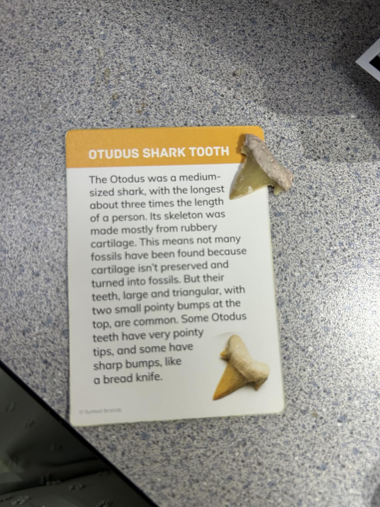 Dan&Darci Dig a Dozen Fossil Bricks - Break Open 12 Blocks and Discover 12 Unique Real Fossils - Basket Stuffers Archaeology Science STEM - Birthday Gift customer photo 2
