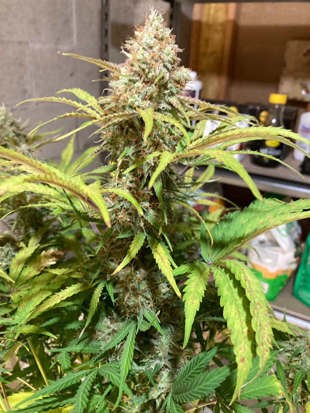 MARS HYDRO TS1000 150W LED Grow Light for Indoor Plants, with Patented Reflector, 5 Levels Dimmable Lights Daisy Chain Full Spectrum Growing Lamps for Seedlings Veg Bloom in 2x2/3x3 Grow Tent customer photo 1