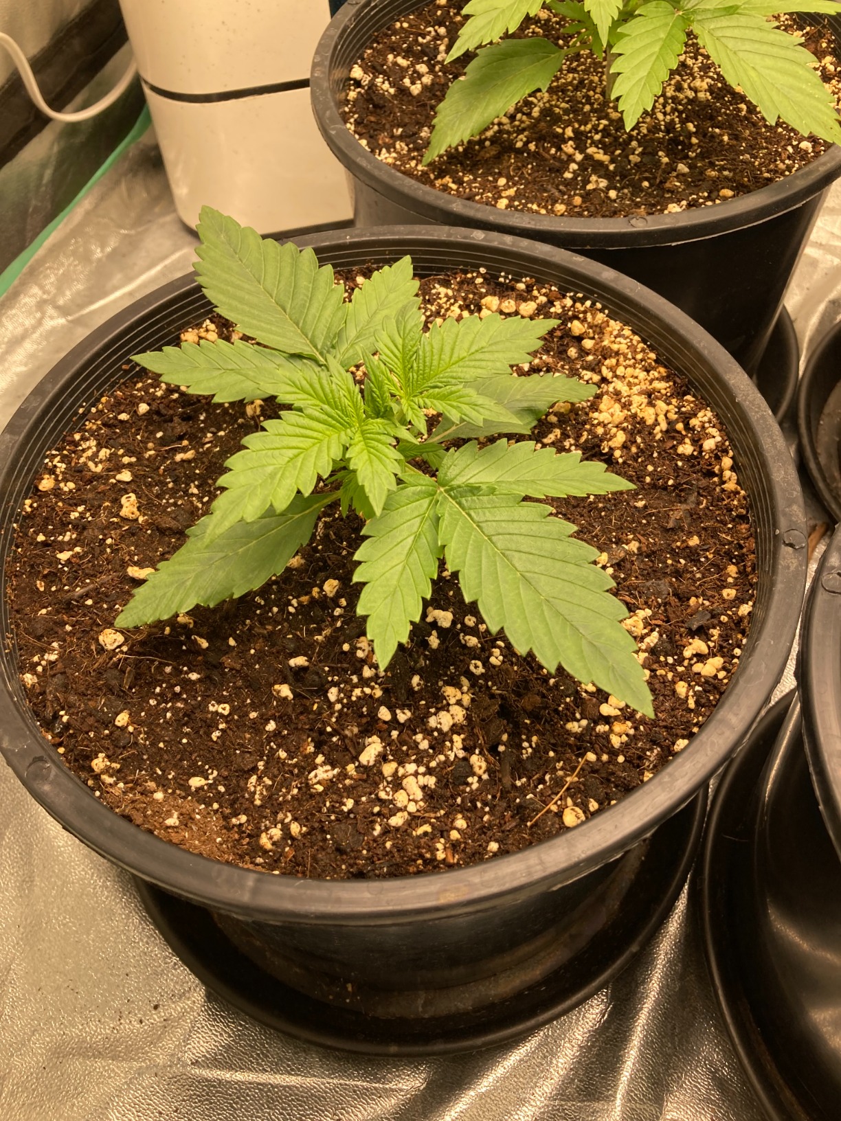 MARS HYDRO TS1000 150W LED Grow Light for Indoor Plants, with Patented Reflector, 5 Levels Dimmable Lights Daisy Chain Full Spectrum Growing Lamps for Seedlings Veg Bloom in 2x2/3x3 Grow Tent customer photo 2