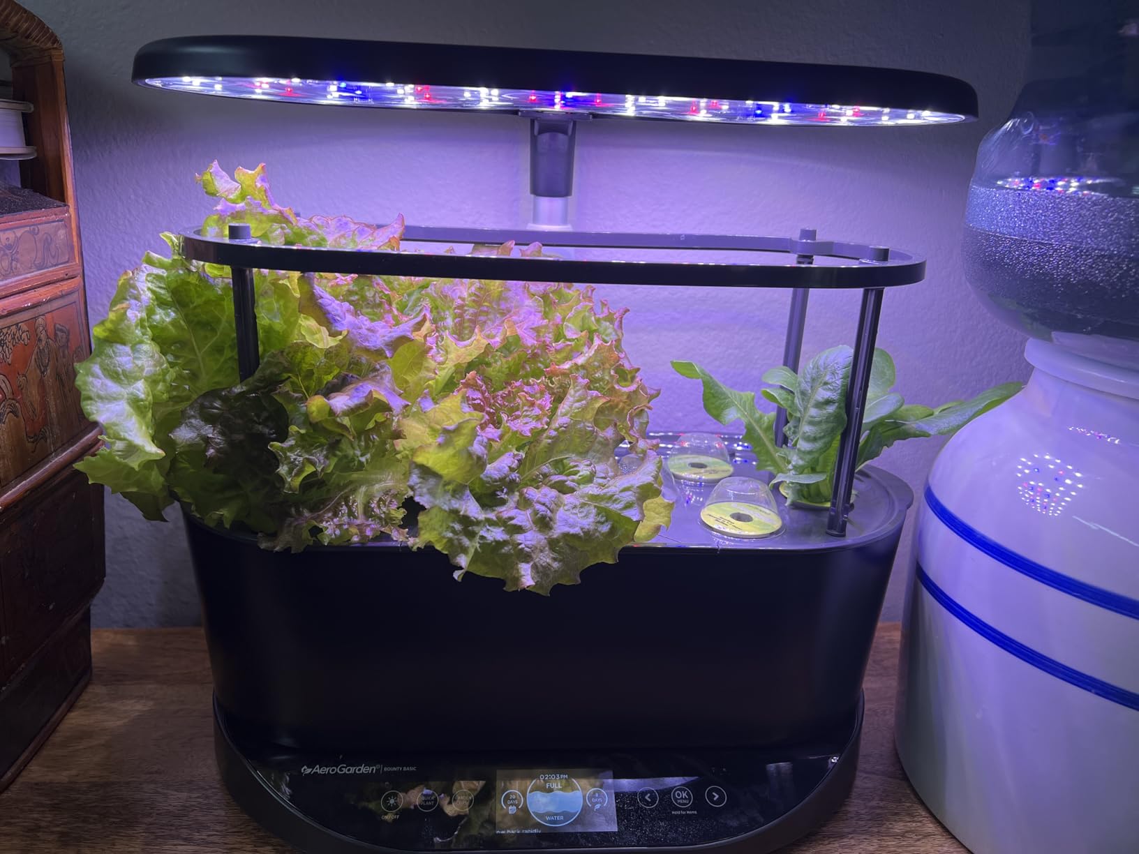 AeroGarden Bounty Basic, Black | Indoor Garden with LED Grow Light customer photo 1