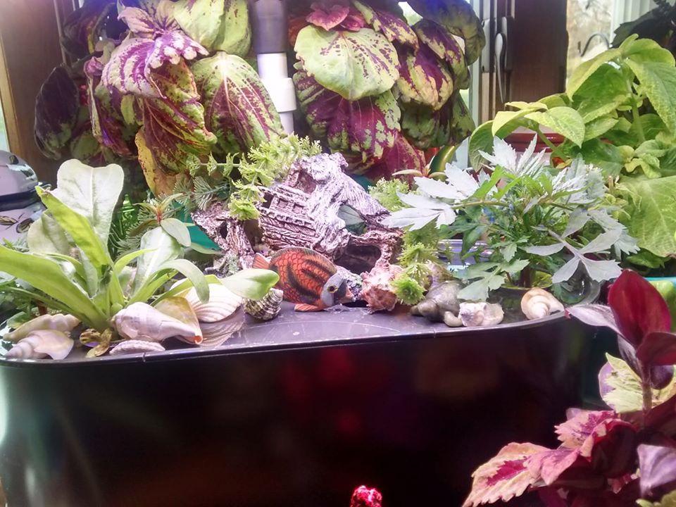 AeroGarden Bounty Basic, Black | Indoor Garden with LED Grow Light customer photo 2