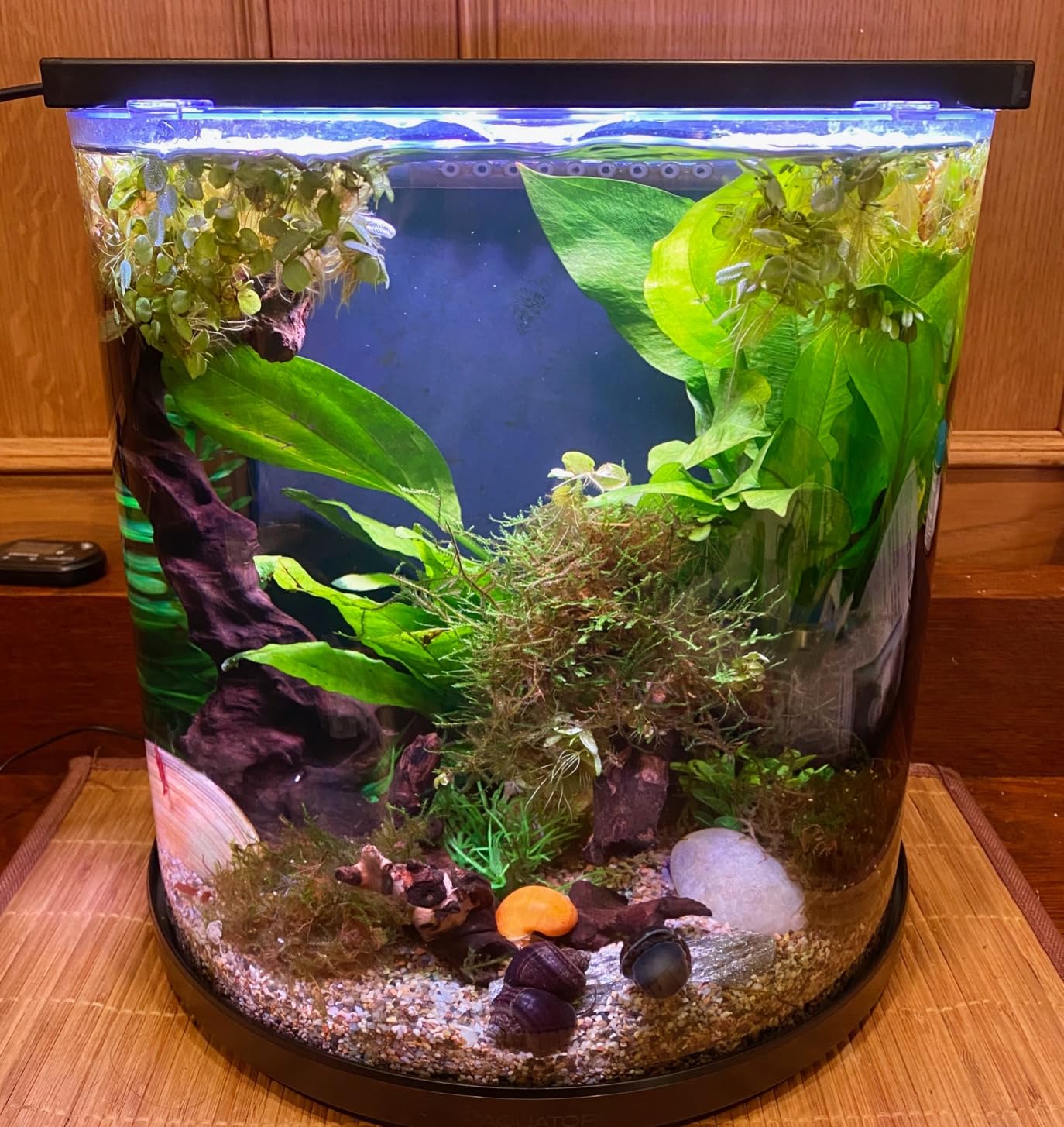PISCES Nano Bowfront Glass Aquarium, 3 Gallons customer photo 2