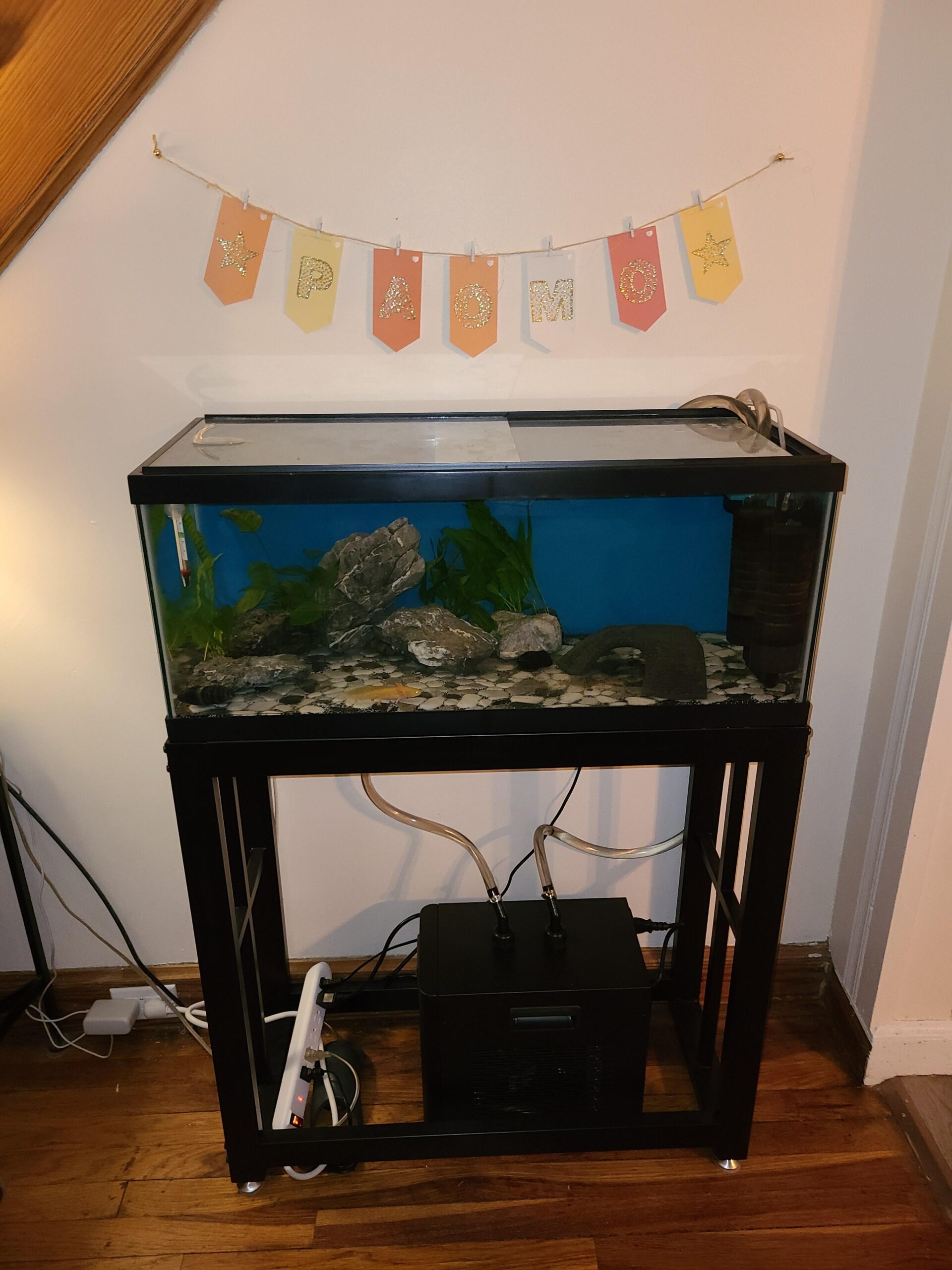 1/3 HP Aquarium Chiller Up to 79 Gal, Drops Down 8-15F 110V | Rapid Cooling, Ultra-Quiet Compressor, Complete Kit w/Pump & Hose, Ideal For Indoor Hydroponic, Axolotl and Coral Reef Tank customer photo 1