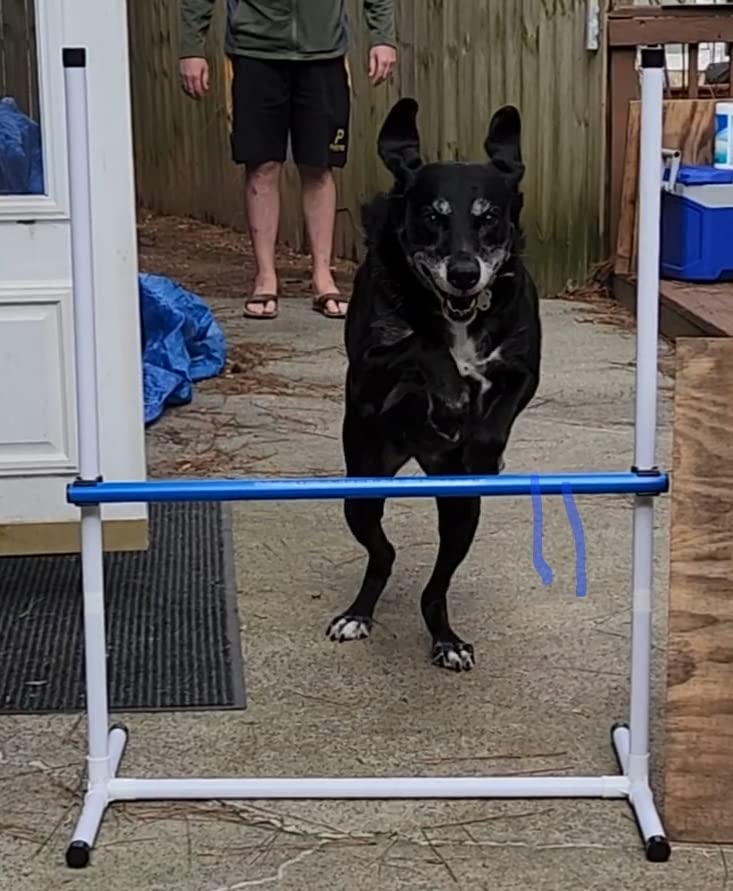 Complete Starter Agility Set for Dogs, 5 Piece | Agility Jump, Tire Jump, Weave Poles, 10' Tunnel with Sandbags, Pause Box customer photo 2
