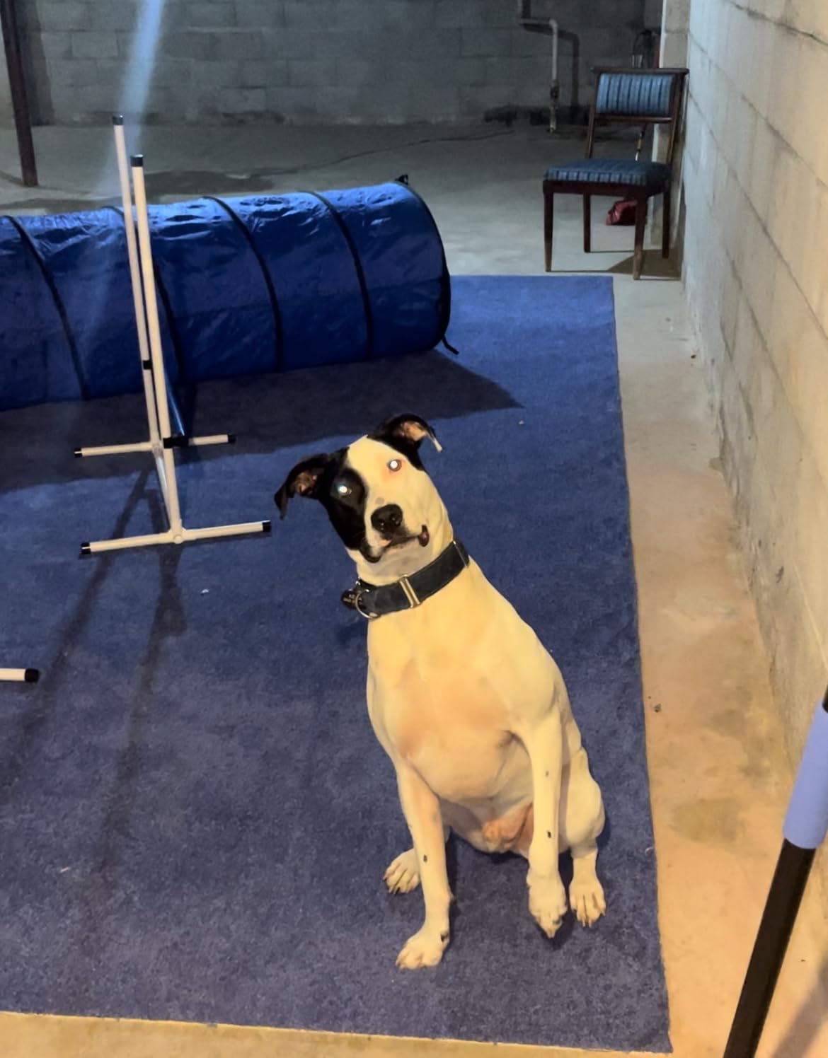 Better Sporting Dogs 3 Piece Dog Agility Equipment Set | Agility Jump, Tire Jump, 10' Tunnel with Sandbags customer photo 2
