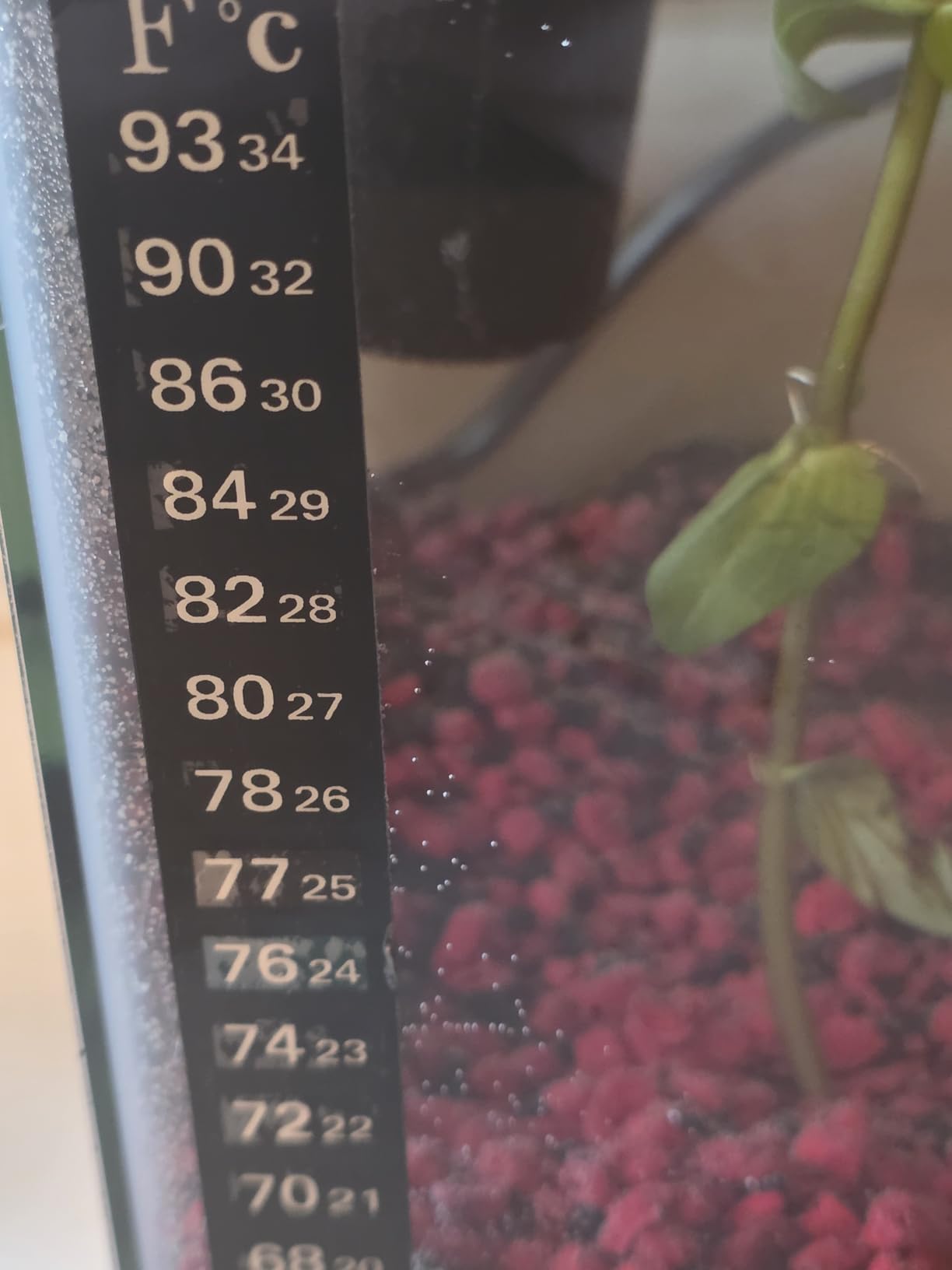 DaToo Mini Aquarium Heater 25W Small Fish Tank Heater 25 Watt with Free Thermometer Sticker customer photo 2