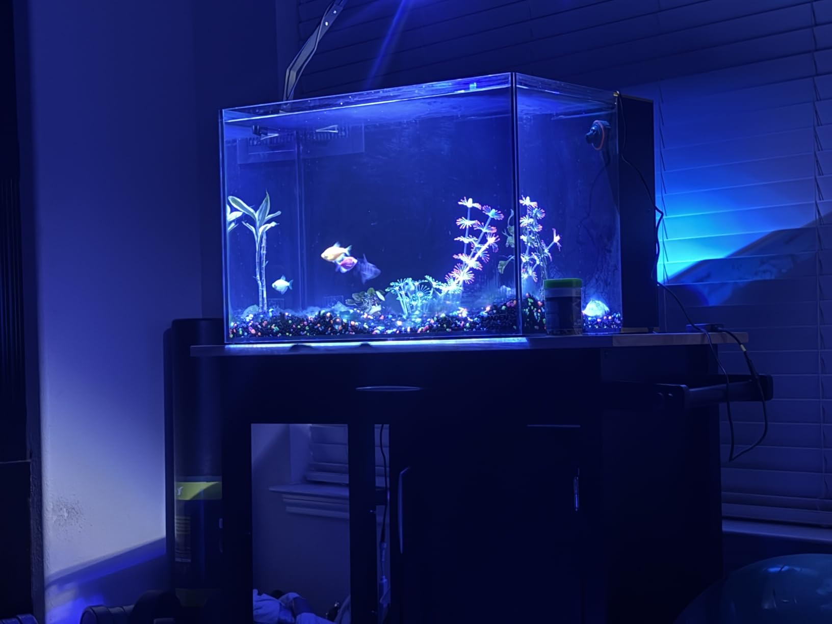35C 7.2 Gallon Ultra Clear All Glass Rimless Low Iron Aquarium Tank with Rear Filtration Chamber (Pump Included) customer photo 1
