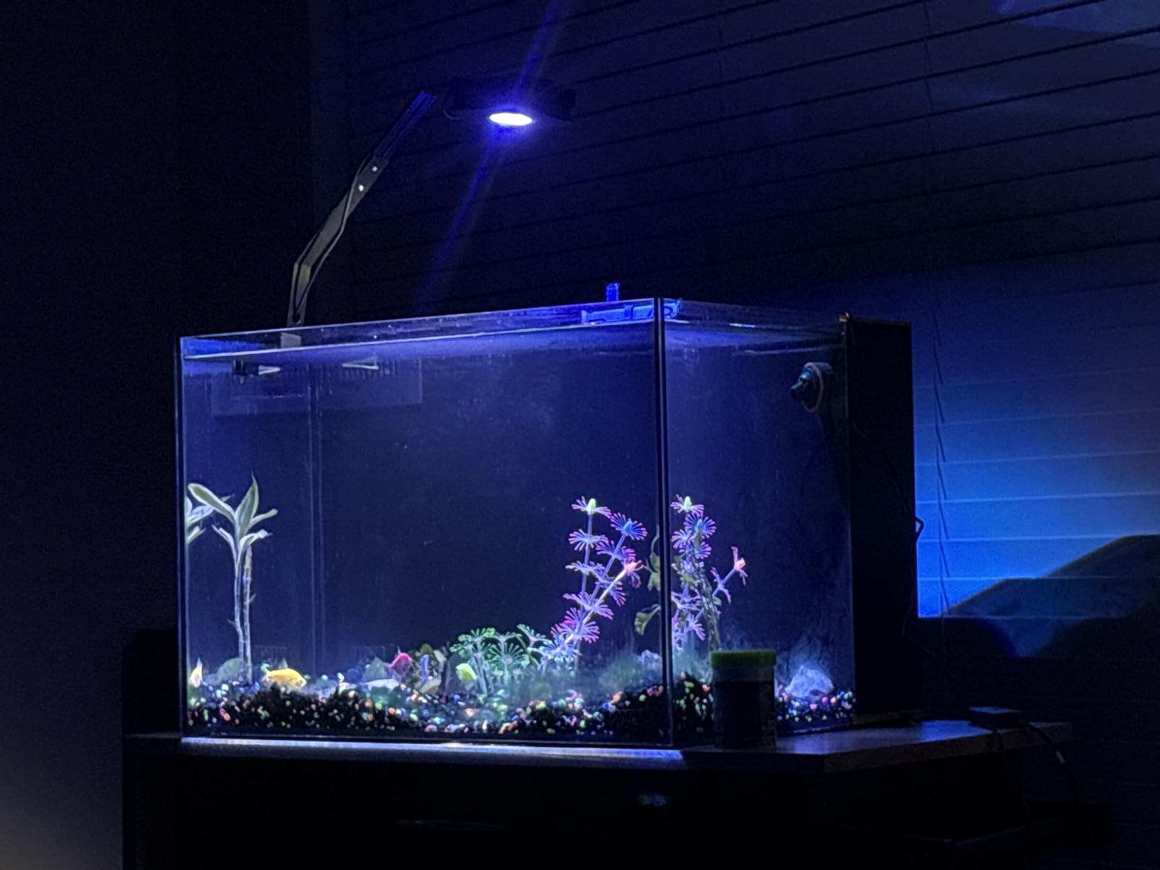 35C 7.2 Gallon Ultra Clear All Glass Rimless Low Iron Aquarium Tank with Rear Filtration Chamber (Pump Included) customer photo 2
