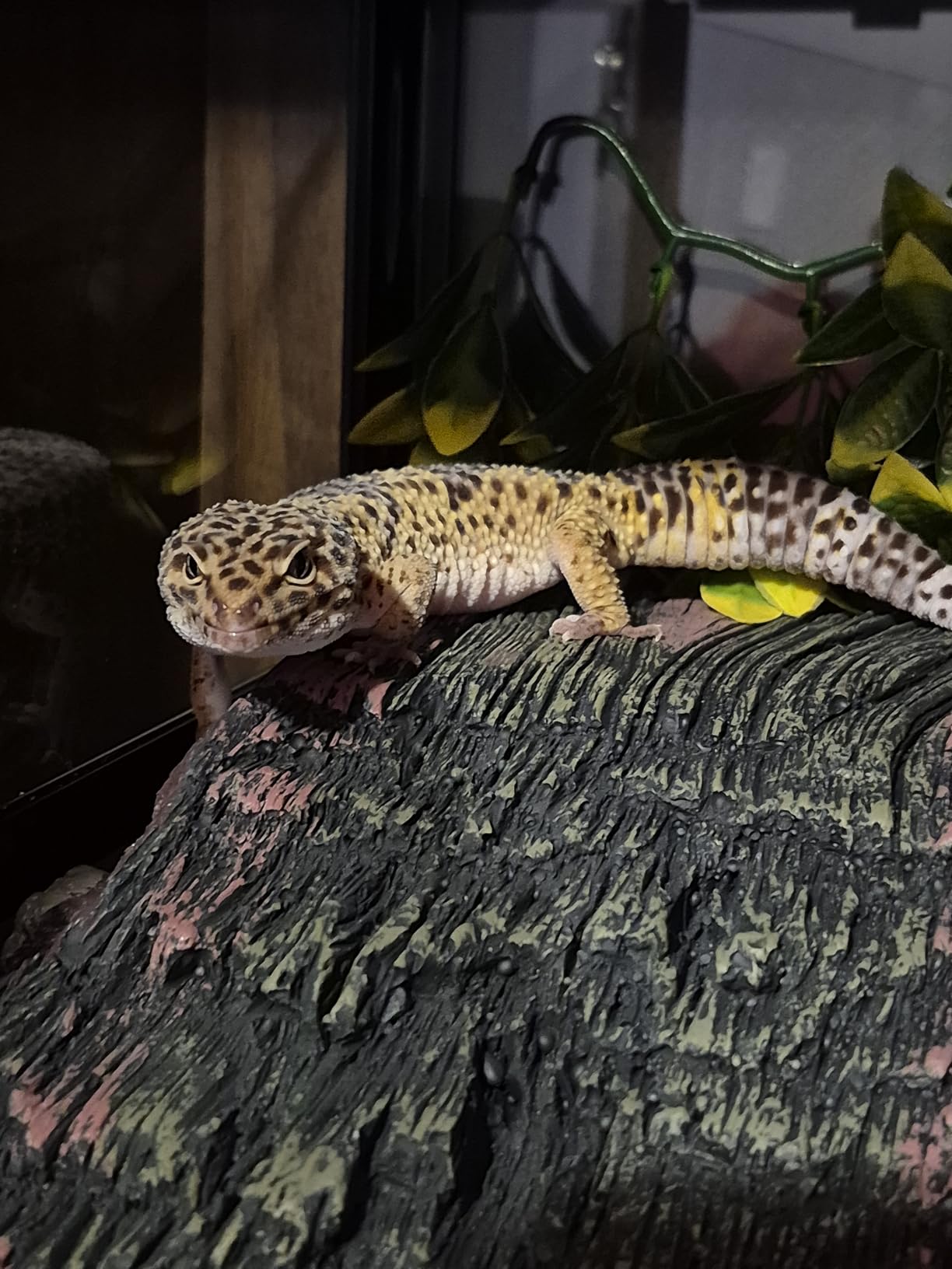 REPTI ZOO Glass Reptile Terrarium 20 Gallon, Front Opening Reptiles Tank 30