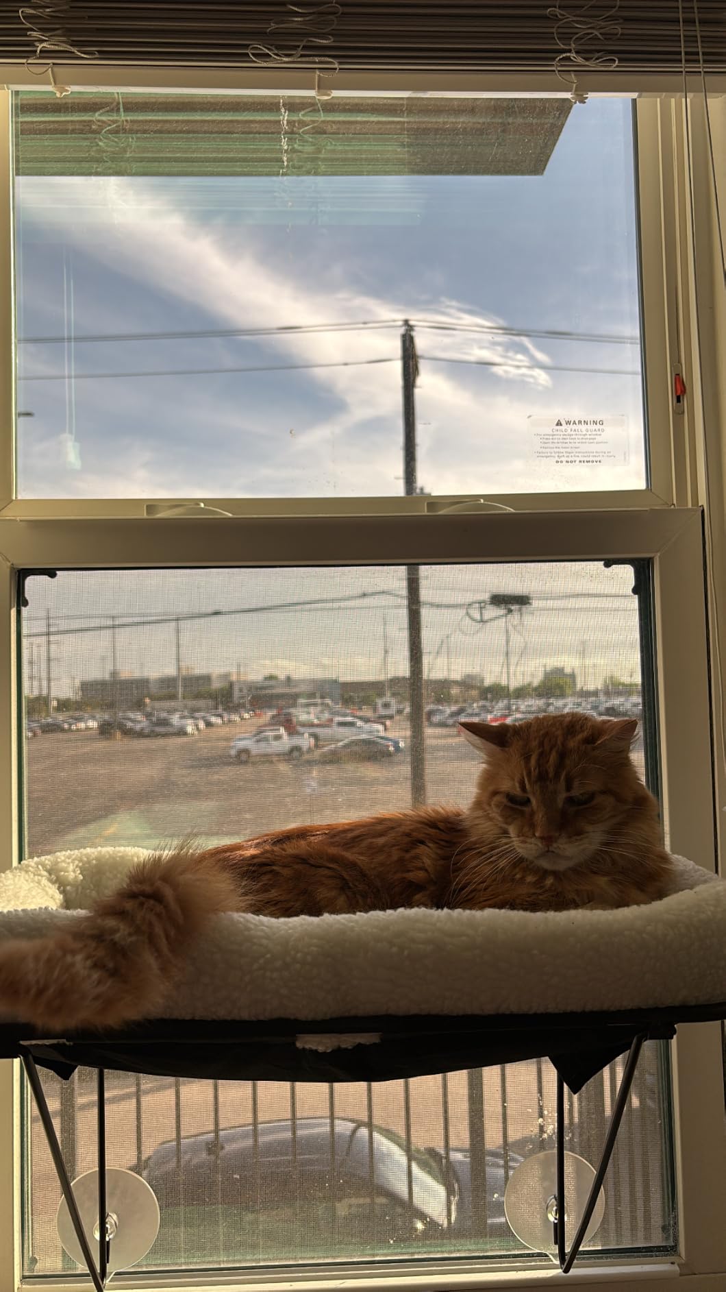 Zakkart Cat Window Perch - 100% Metal Supported from Below - Comes with Warm Spacious Pet Bed - Cat Window Hammock for Large Cats & Kittens - for Sunbathing, Napping & Overlooking (White) customer photo 2