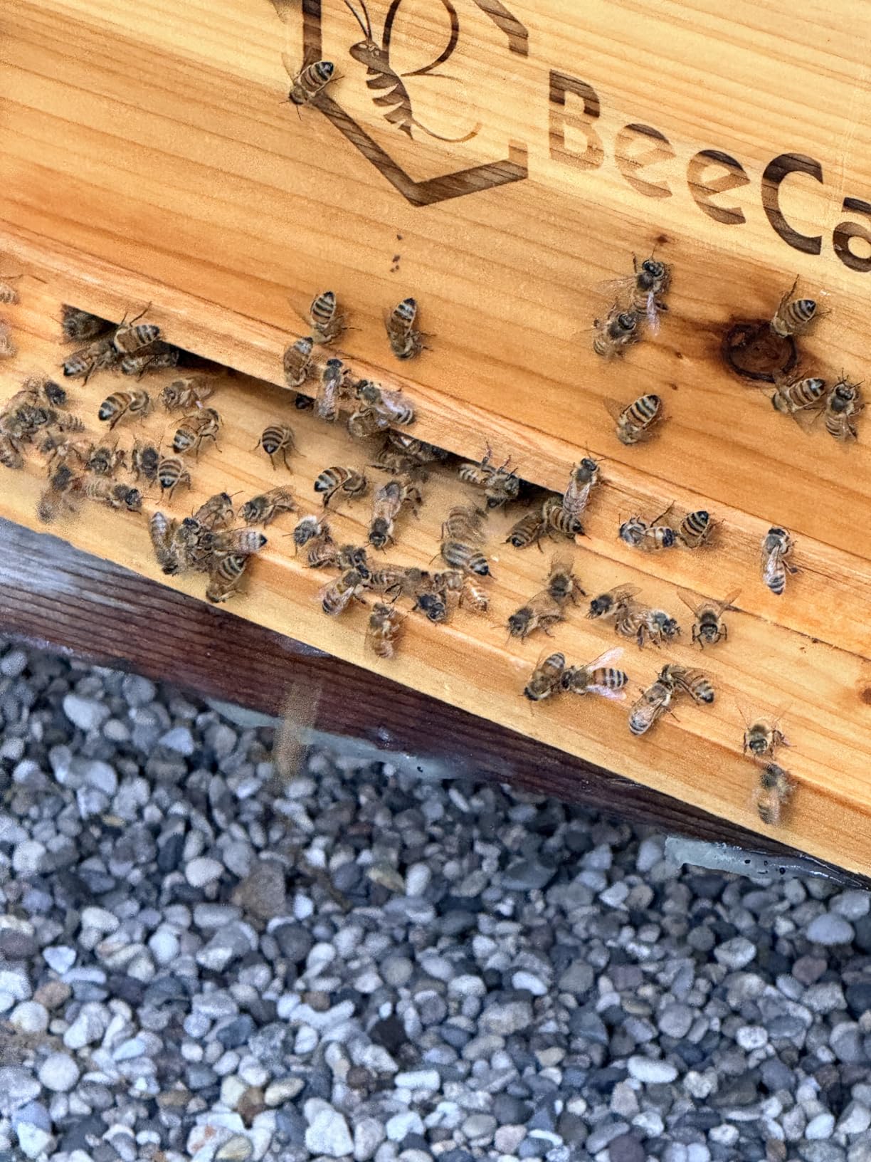 BeeCastle 10 Frame Langstroth Bee Hive Coated with Beeswax Includes Beehive Frames and Waxed Foundations (2 Deep Boxes & 1 Medium Box) customer photo 1