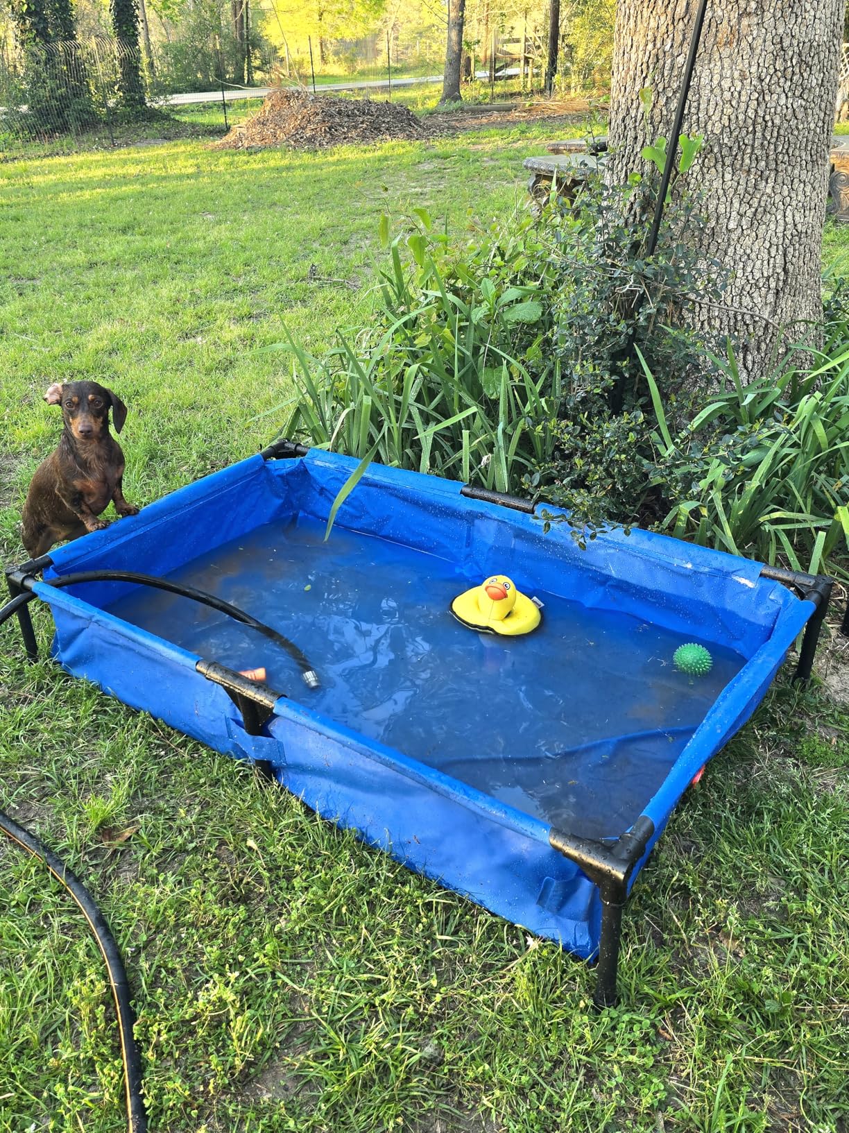 K&H Dog Pool, Portable Pet Bath, X-Large 50x32in, Chill Blue | Dog Pools for Large Dogs & Puppies, Splash Pad, Foldable Pool Design, Heavy Duty Liner with Metal Frame, Easy Drain Plug customer photo 1