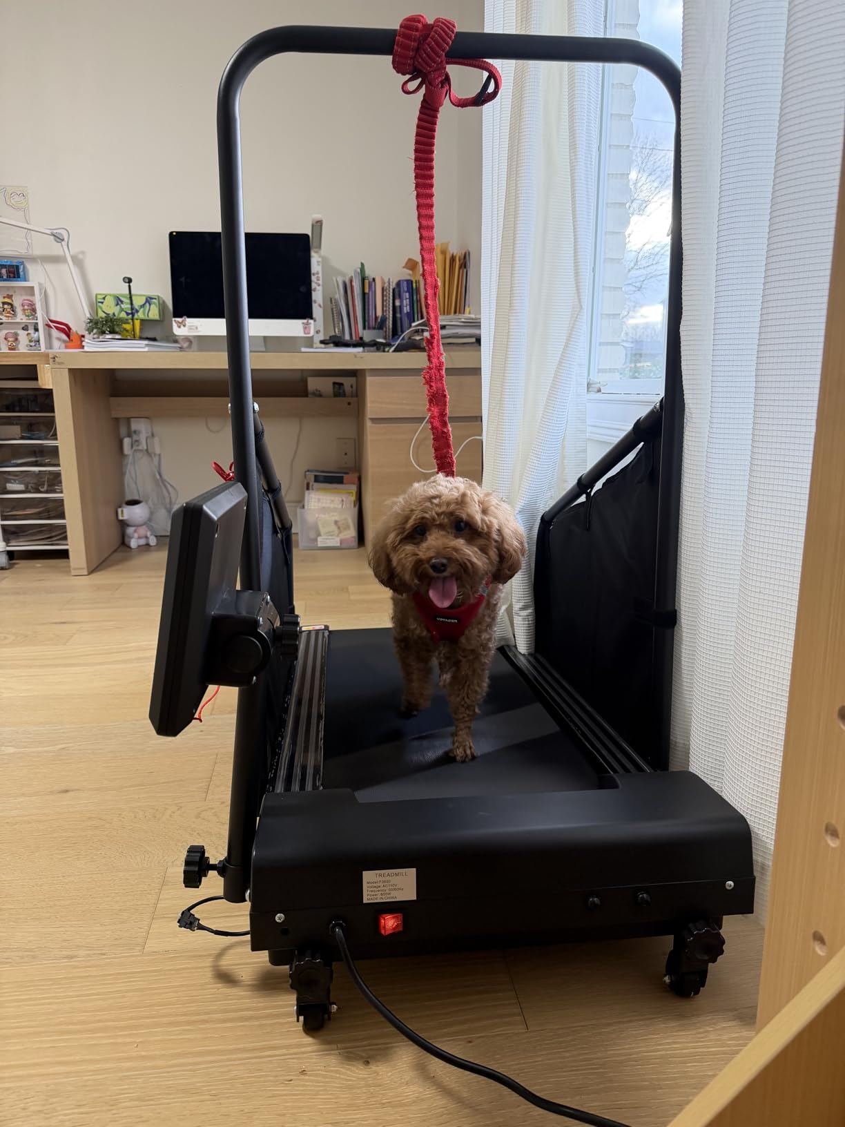 GYMAX Dog Treadmills for Small/Medium Dogs - Pet Runner with Remote, Display Monitor, Adjustable Incline, Shock-Absorbing Belt & Wheels, 3 in 1 Dog Running Machine Walking Pad for Indoor Exercise customer photo 2