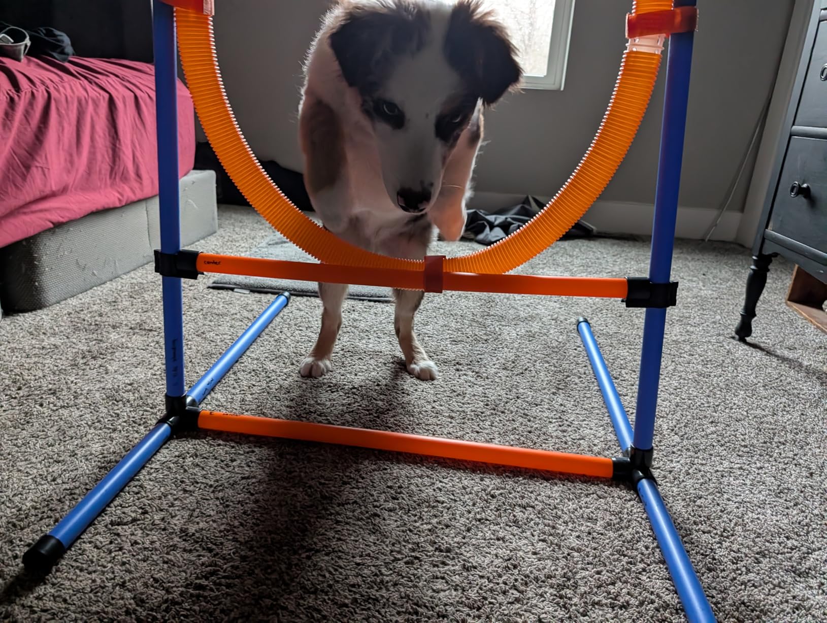 Dog Agility Training Equipment, 60-piece Dog Obstacle Course Training Starter Kit Pet Outdoor Game with Tunnel, Agility Hurdle, Weave Poles, Jump Ring, Pause Box, Toy Balls and Storage Bag customer photo 1