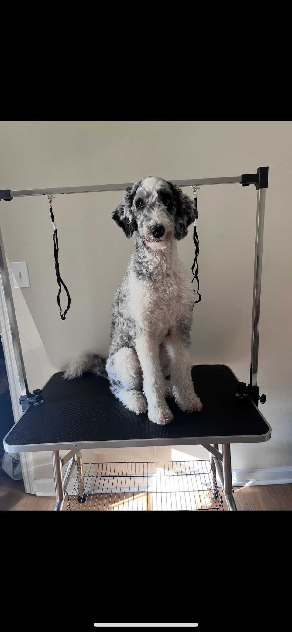 Lyromix 46''Large Dog Grooming Table, Adjustable Cat Drying Desktop with Arms, Nooses, Mesh Tray, Foldable Pet Station at Home, Maximum Capacity Up to 330Lb, 46inch, Black customer photo 1