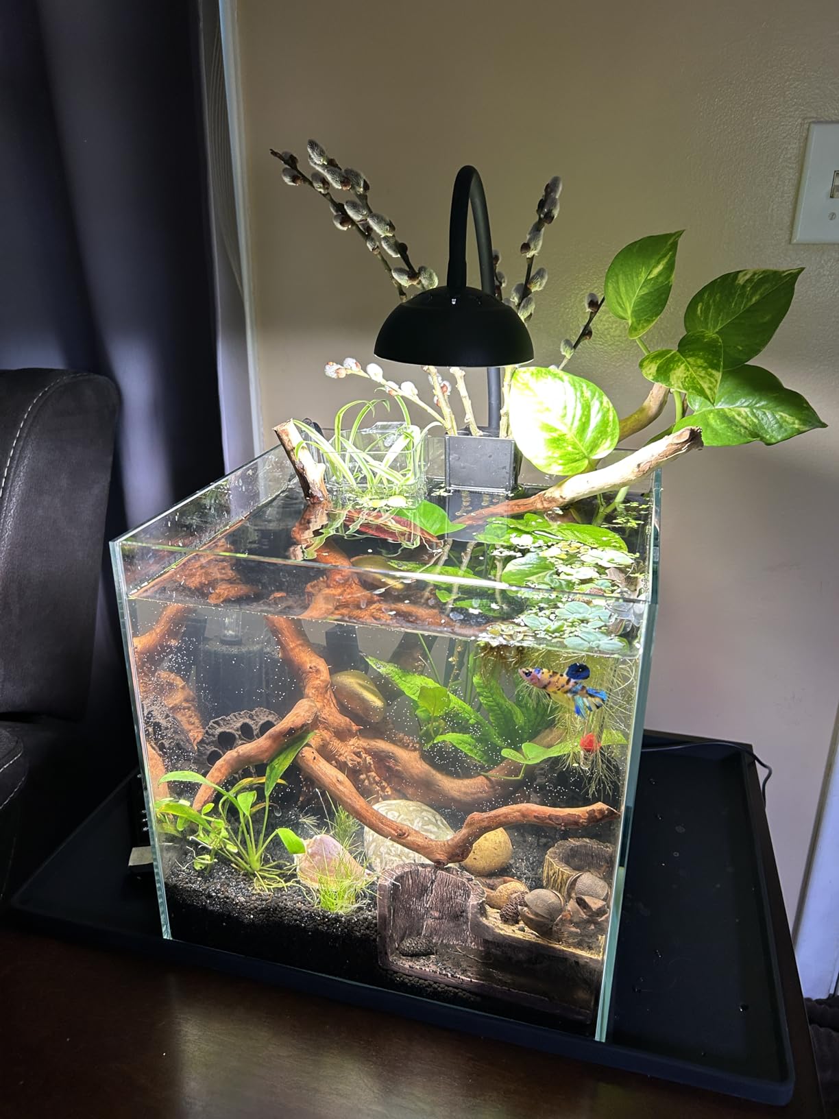 7Gal Ultra Clear Rimless Low Iron Glass Cubic Aquarium Tank (W11.81×D11.81×H11.81 inch(30x30x30cm)) 5mm Thickness Include Black Leveling Mat customer photo 1