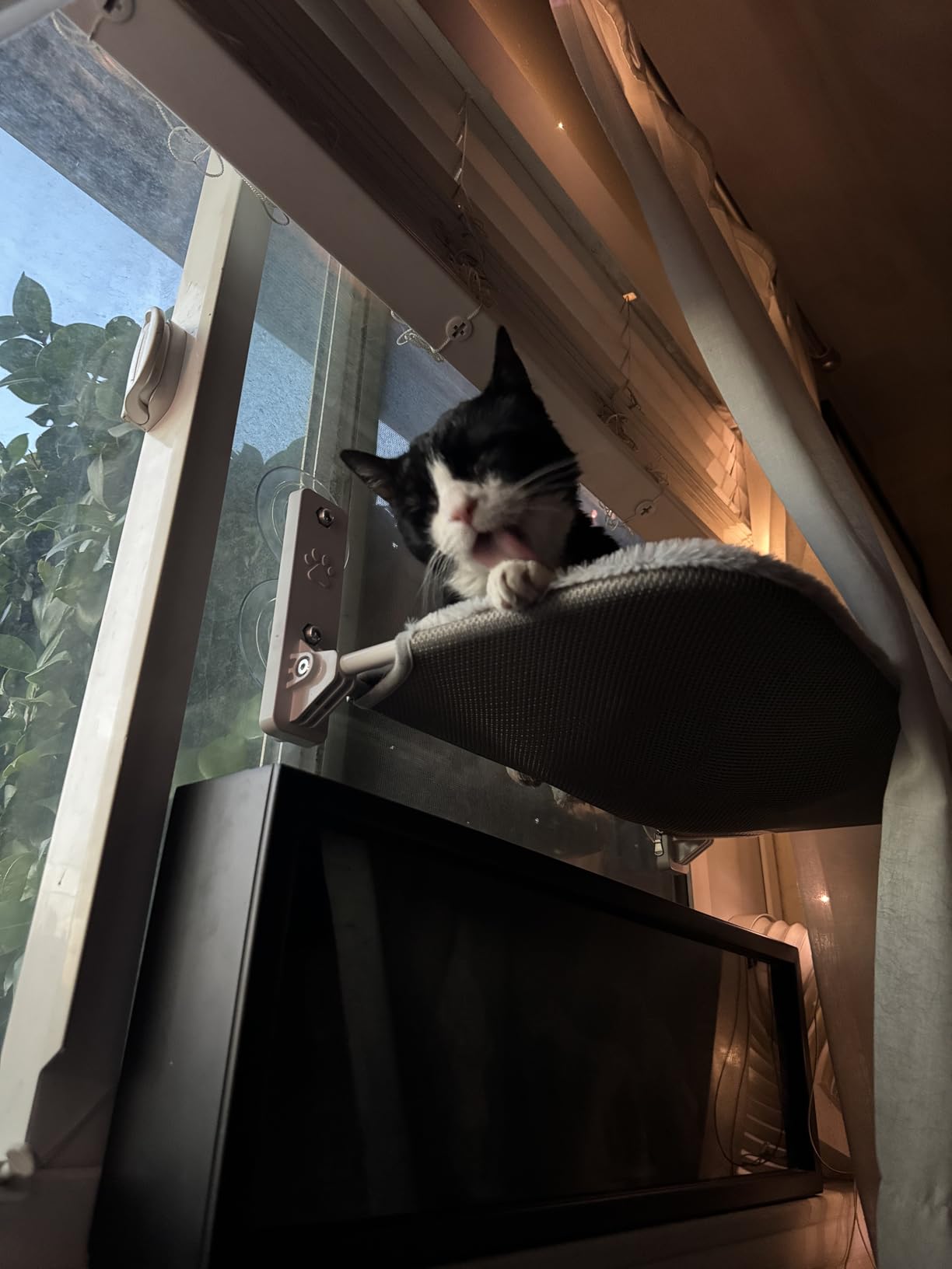 AMOSIJOY Cordless Cat Window Perch, Cat Hammock for Wall with 4 Suction Cups, Solid Metal Frame and Reversible Cover, Foldable Cat Beds for Indoor Cats customer photo 1