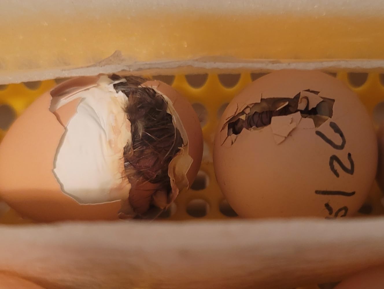 MATICOOPX 30 Egg Incubator with Humidity Display, Egg Candler, Automatic Egg Turner, for Hatching Chickens customer photo 1
