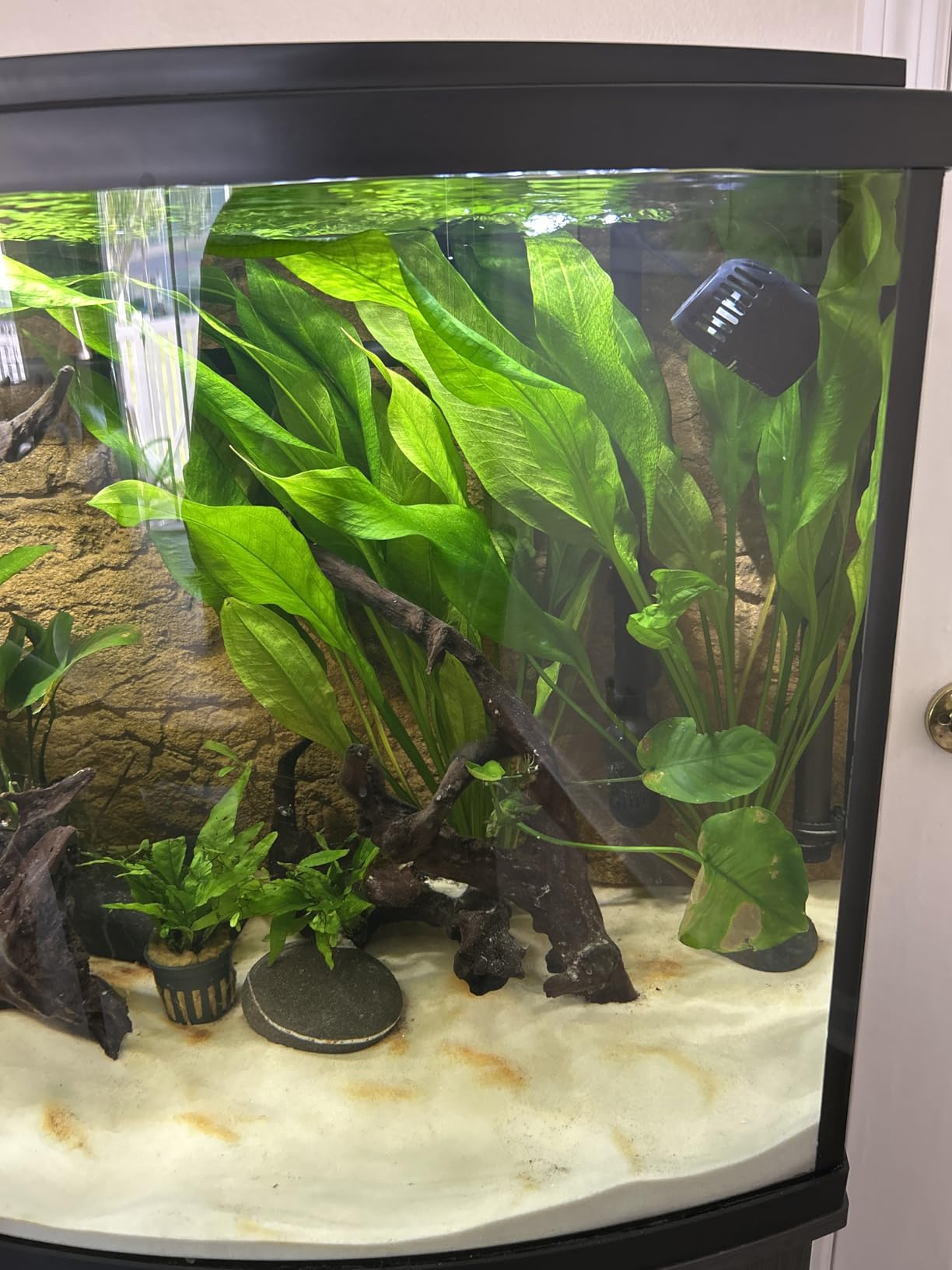 hygger Mini Wave Maker for 15-40 Gallon Aquarium with Magnetic Mount Quiet Powerhead for Saltwater and Freshwater Fish Tank 530 GPH customer photo 1