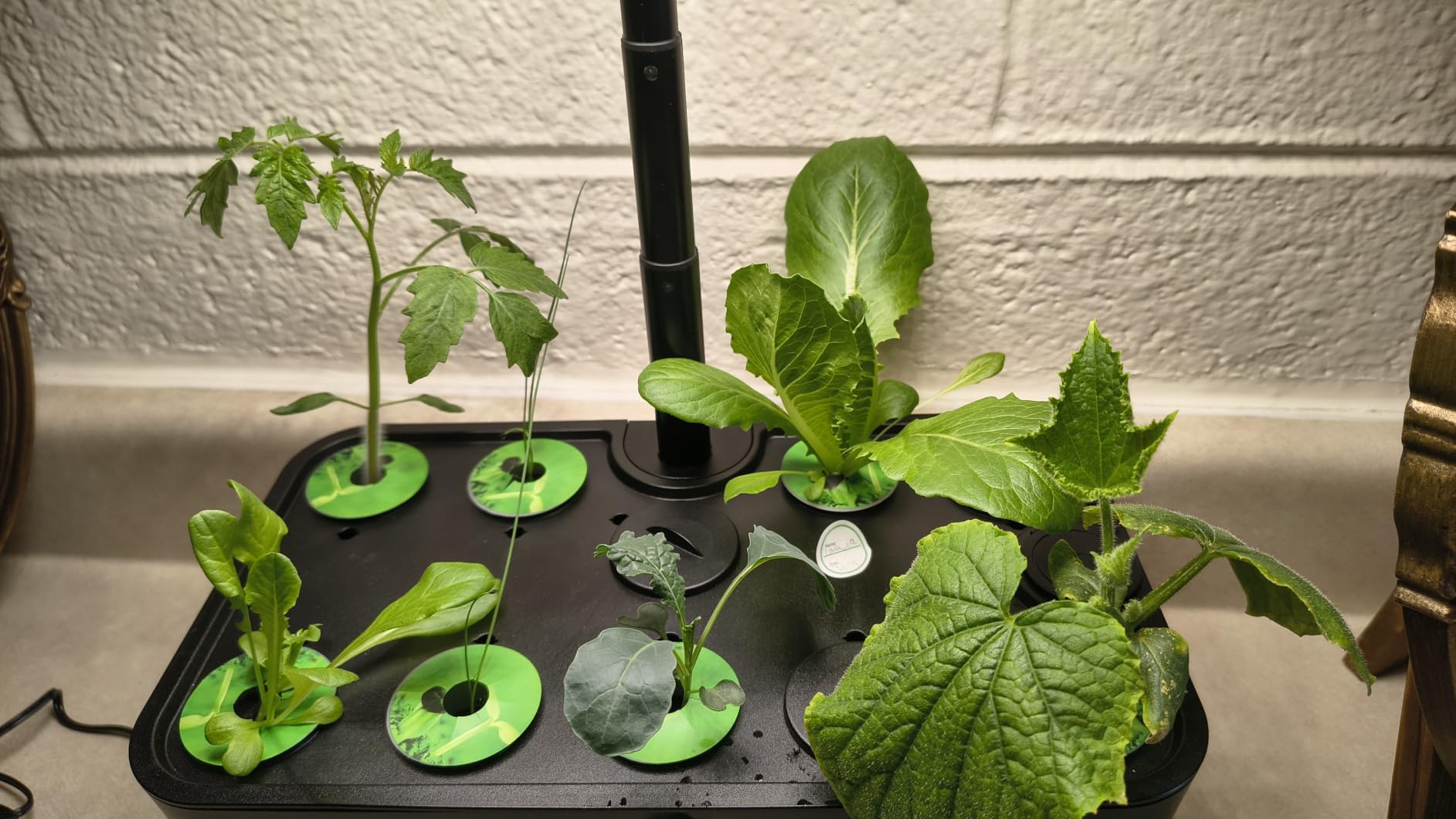 Indoor Garden Hydroponics Growing System: 10 Pods Kit with LED | Plant Germination Kit Herb Vegetable Growth Lamp Countertop, Hydroponic Planter Grower Harvest Lettuce for Healthy Home Cooks customer photo 1